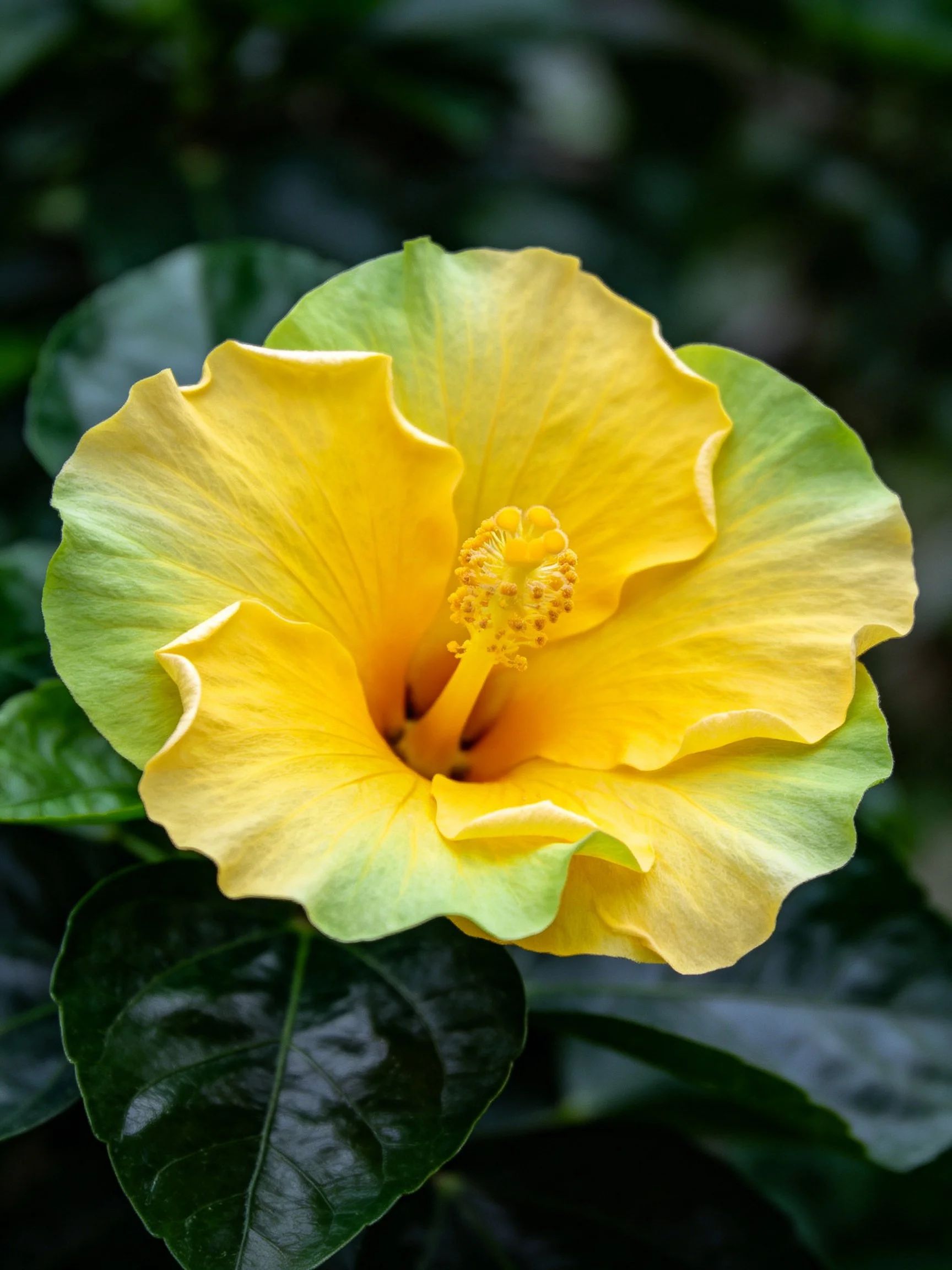 Large yellow hibiscus flower with green petal edges