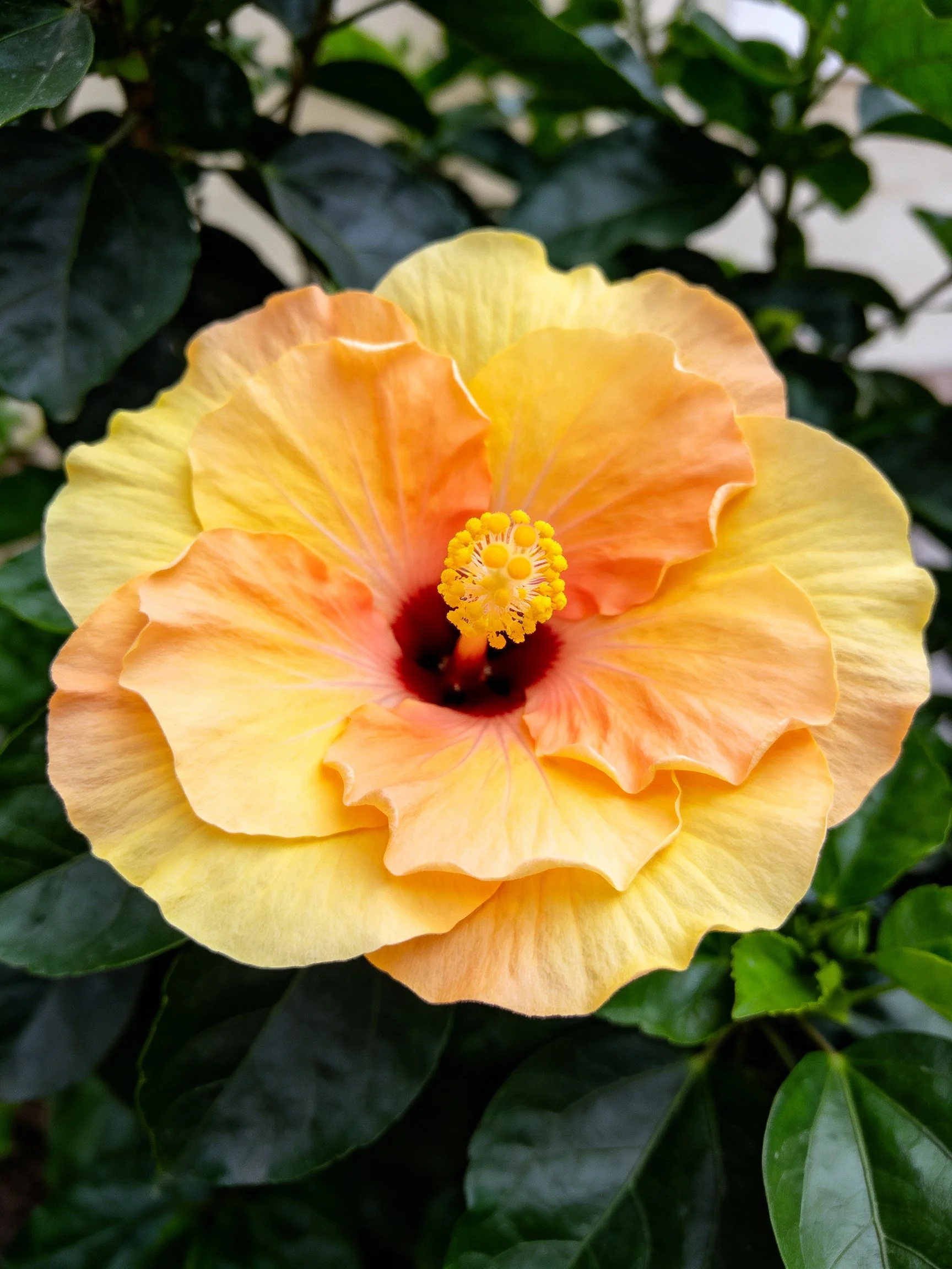Large yellow-orange hibiscus flower with dark center and green leaves