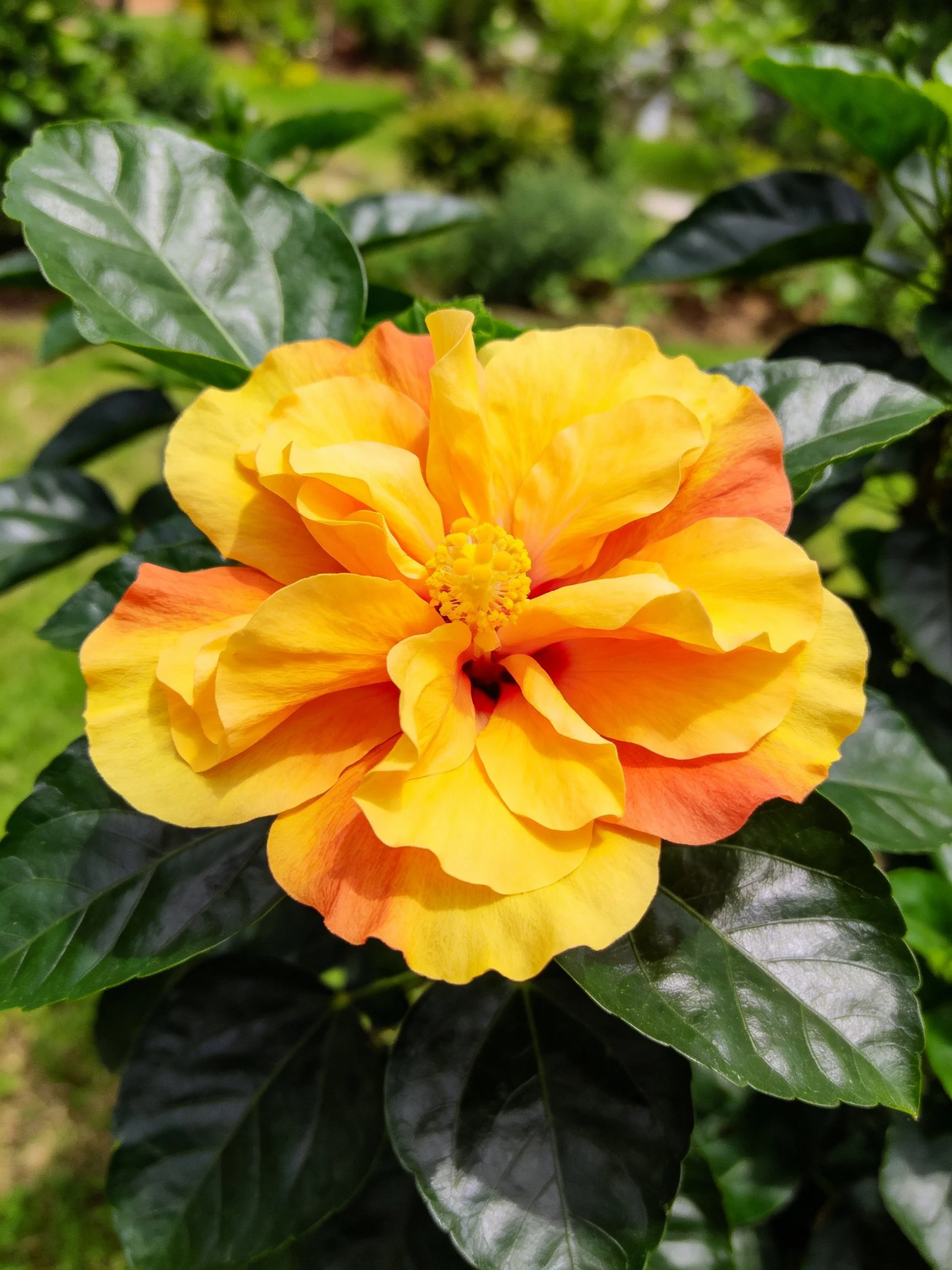 Large yellow-orange hibiscus flower with glossy dark green foliage