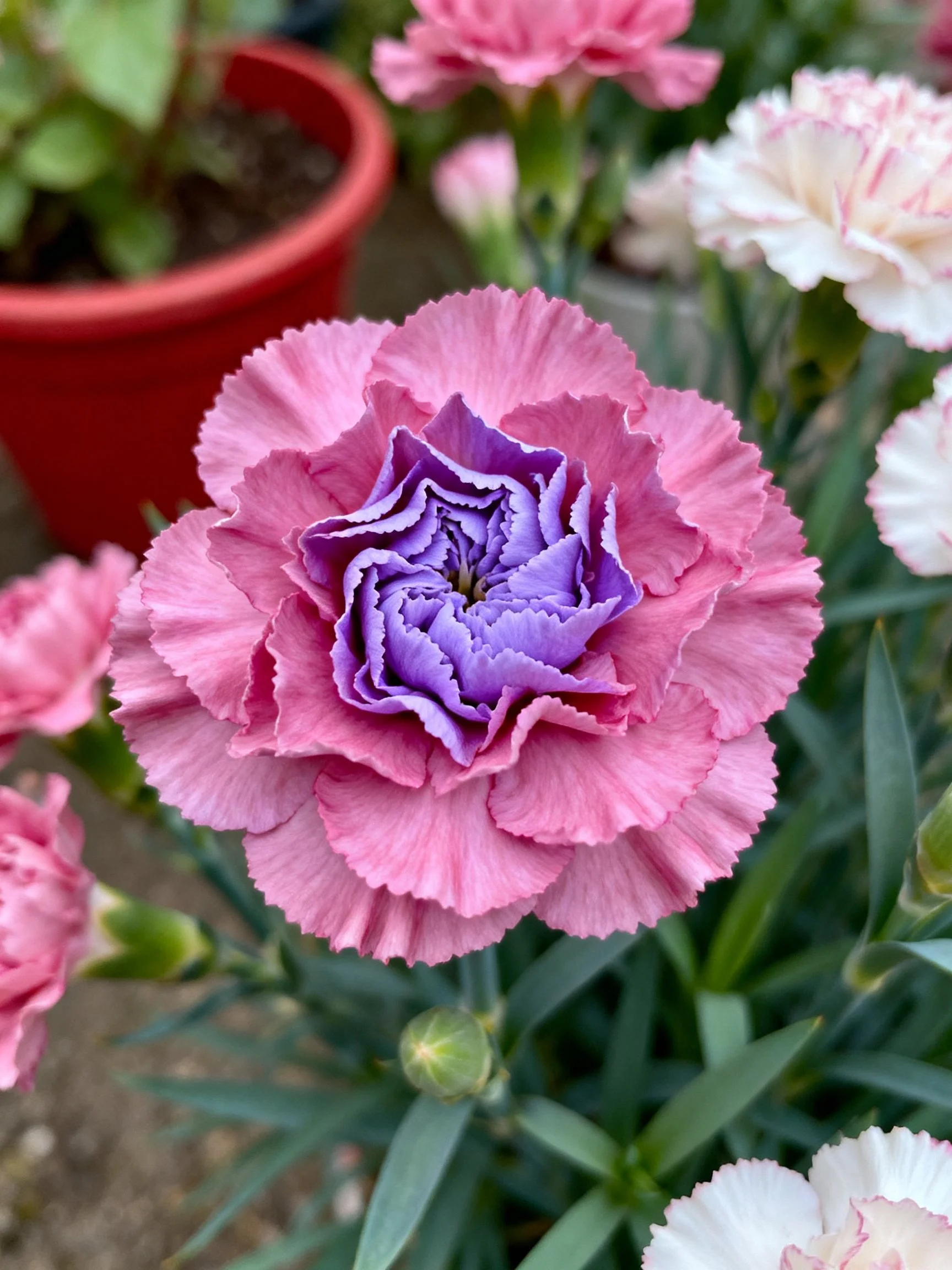Layered pink and purple carnation amidst potted flowers