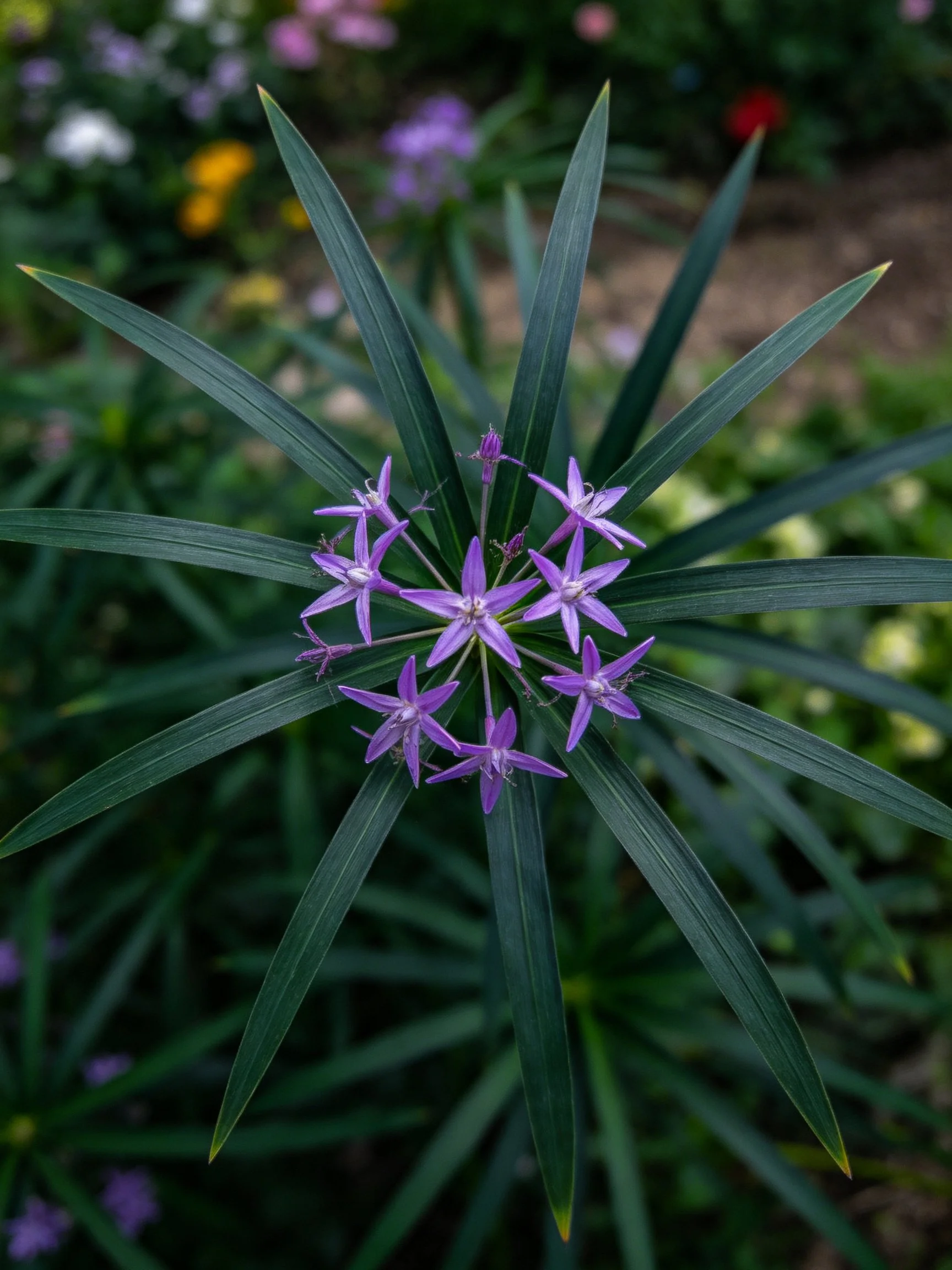 Long dark green leaves encircle a cluster of purple star-shaped blooms