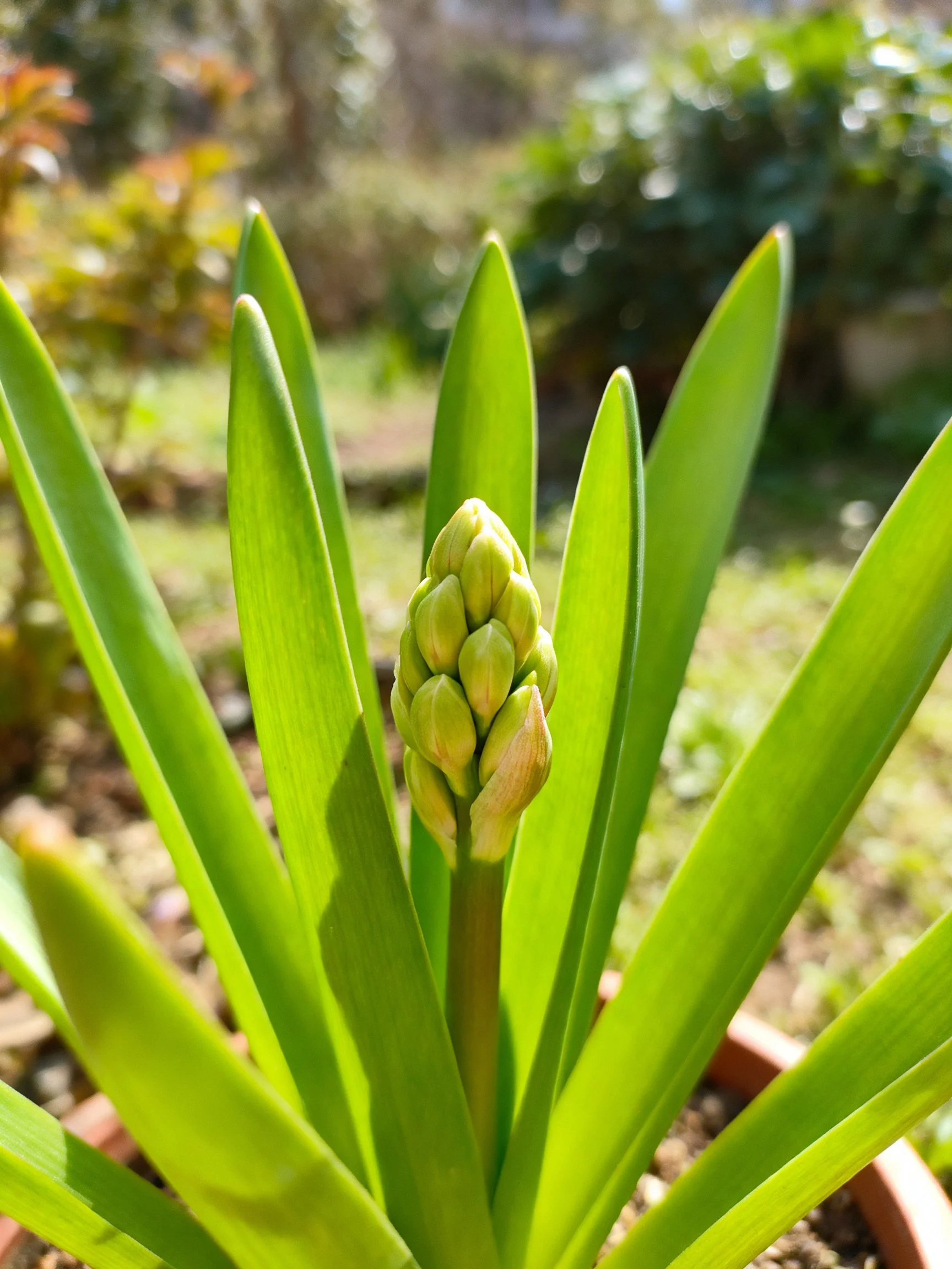Long green leaves surround a budding flower on a potted plant