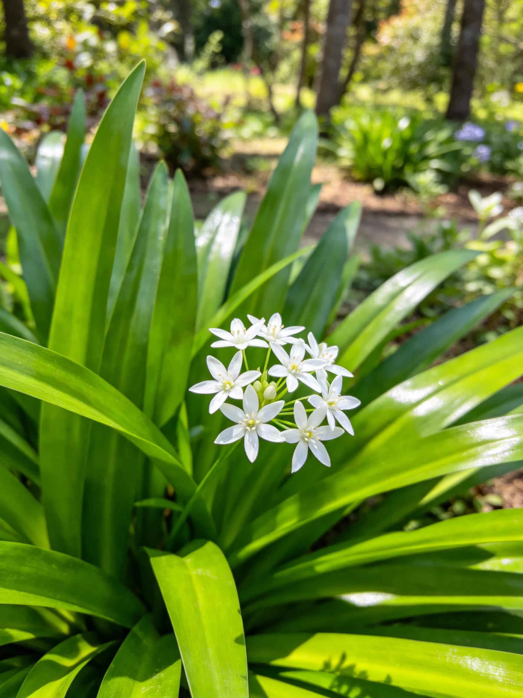 Long green leaves surround a cluster of small white flowers