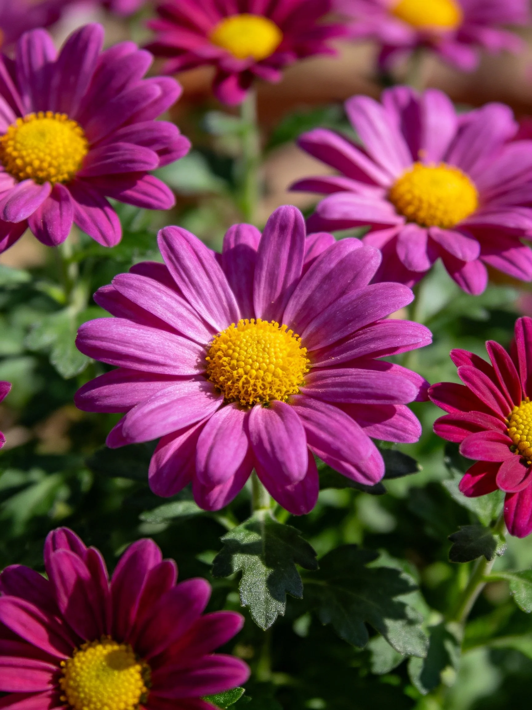 Magenta and pink daisy blooms with bright yellow centers clustered among greenery