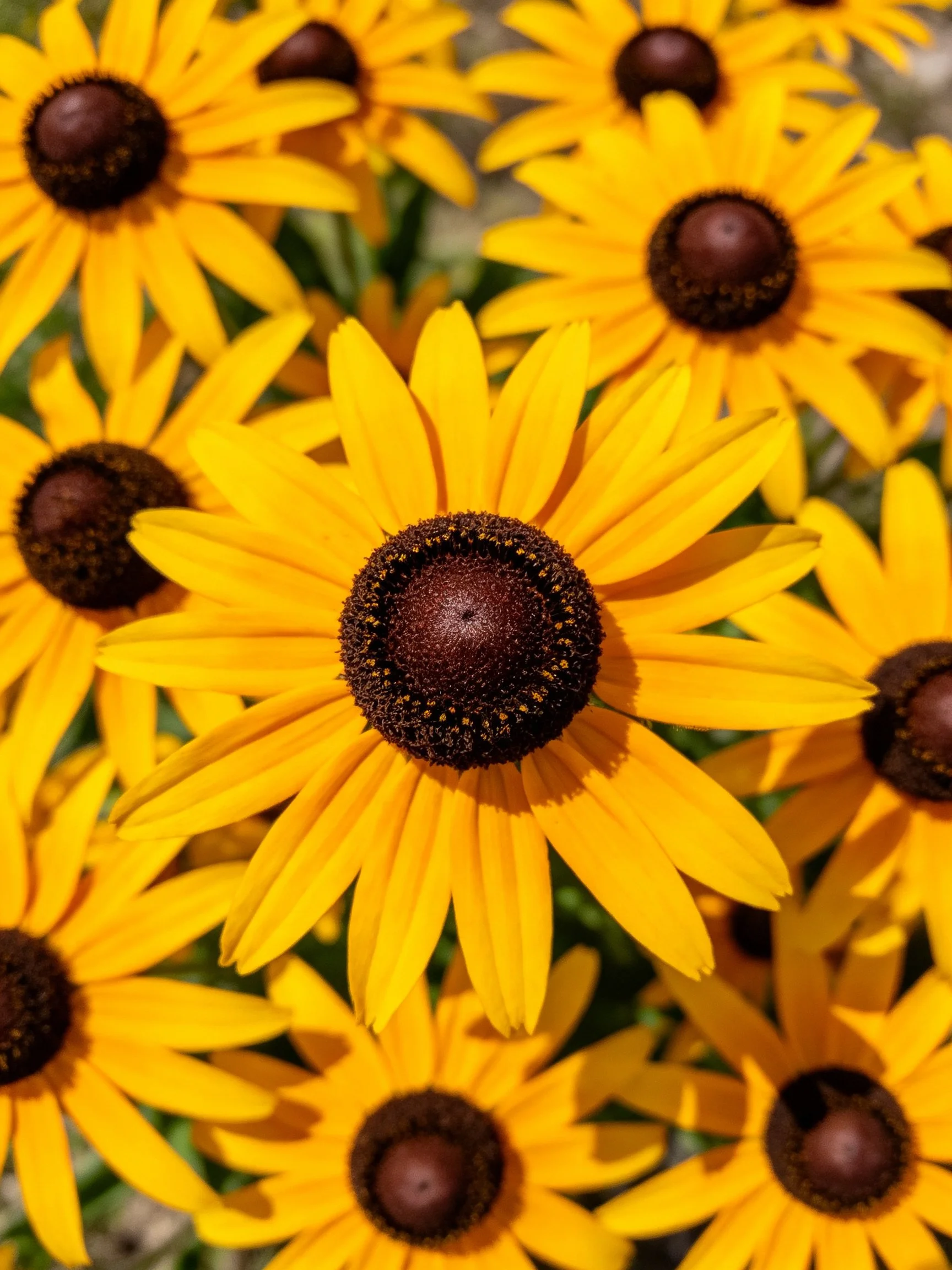 Many bright yellow flowers with dark brown centers clustered together