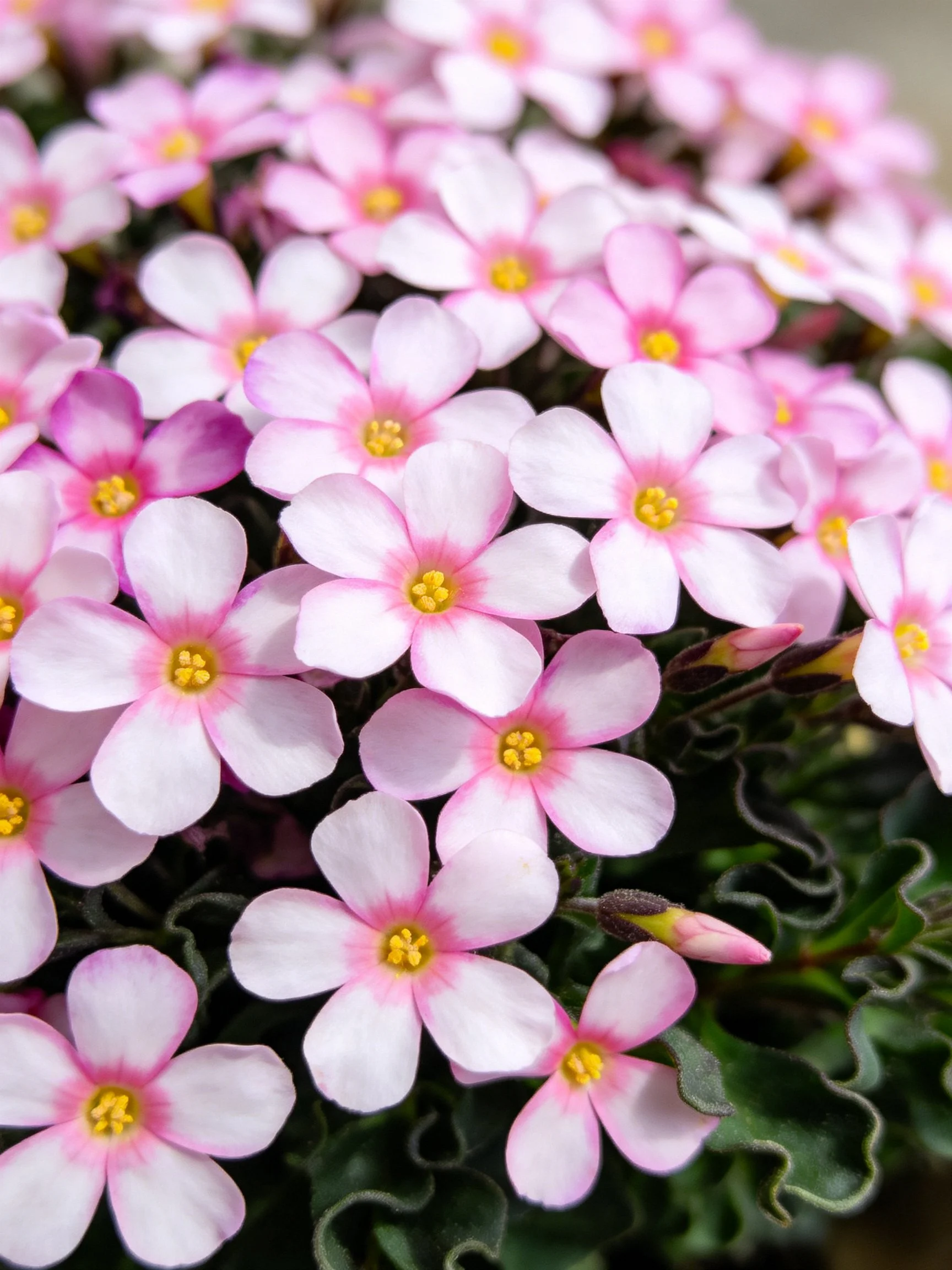 Many delicate pink flowers with yellow centers densely arranged