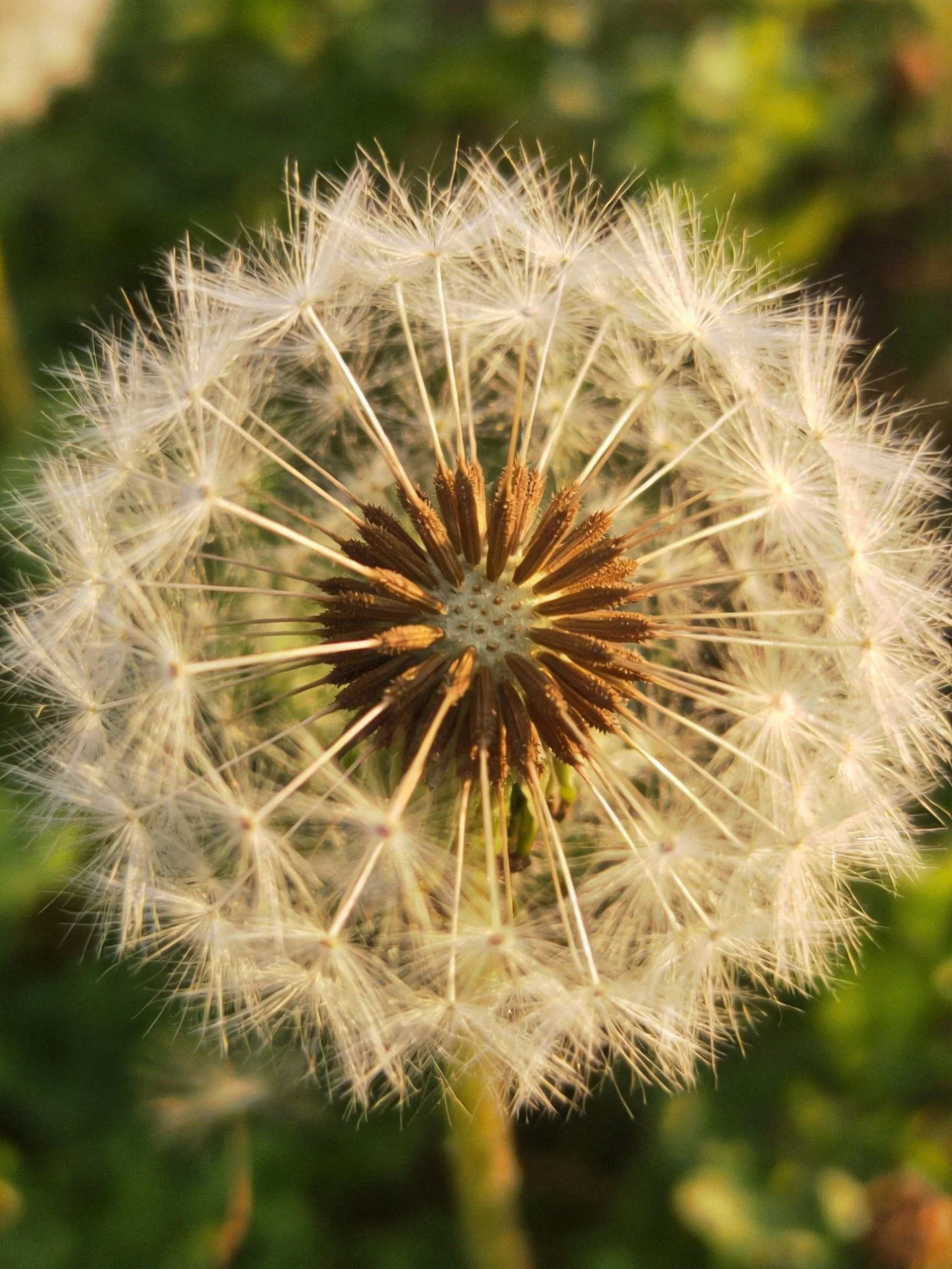 Mature dandelion seed head with white filaments and brown center