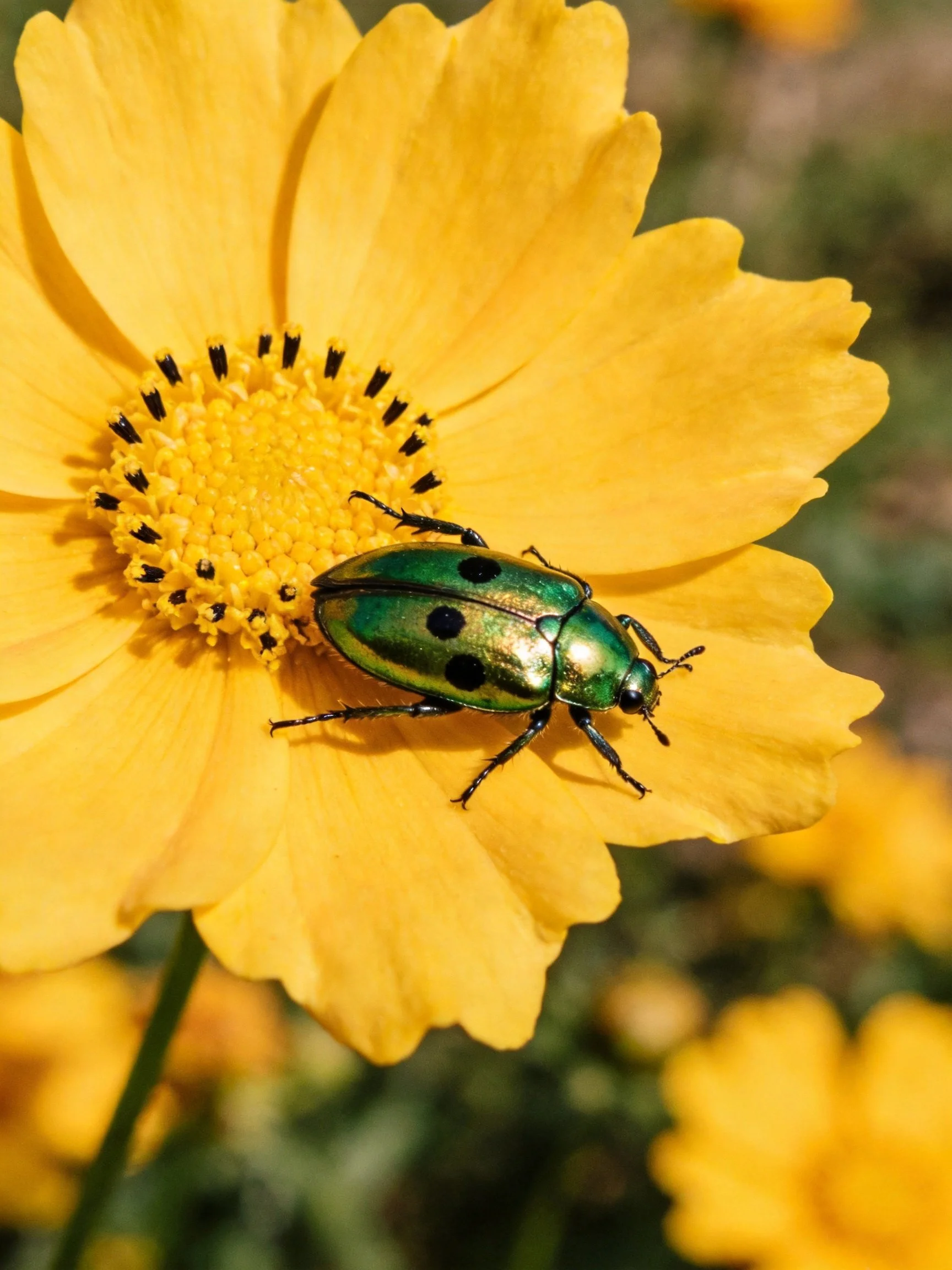 Metallic green beetle with black spots on a vibrant yellow flower