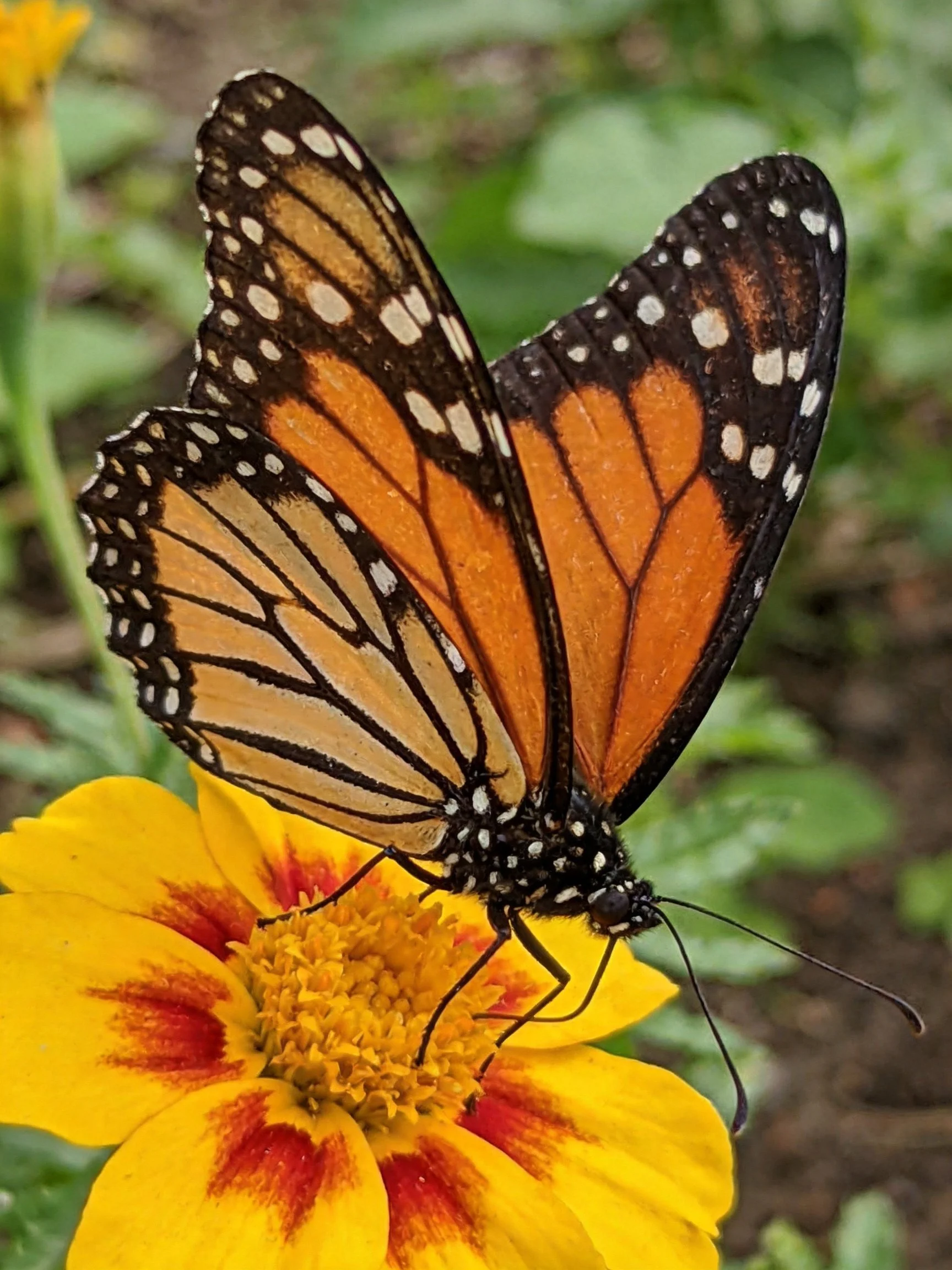 Monarch butterfly resting on a vibrant yellow-red flower