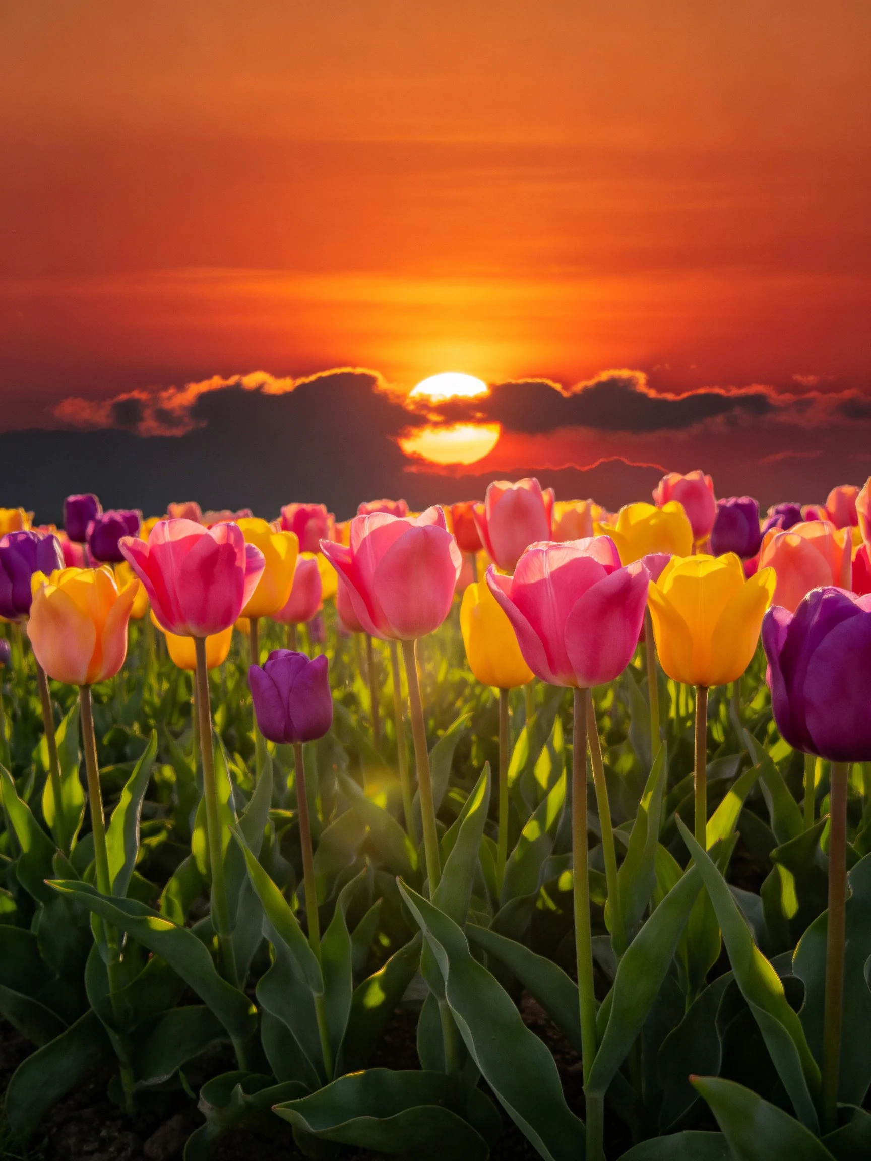 Multicolored Tulips Bloom Under Glowing Sunset