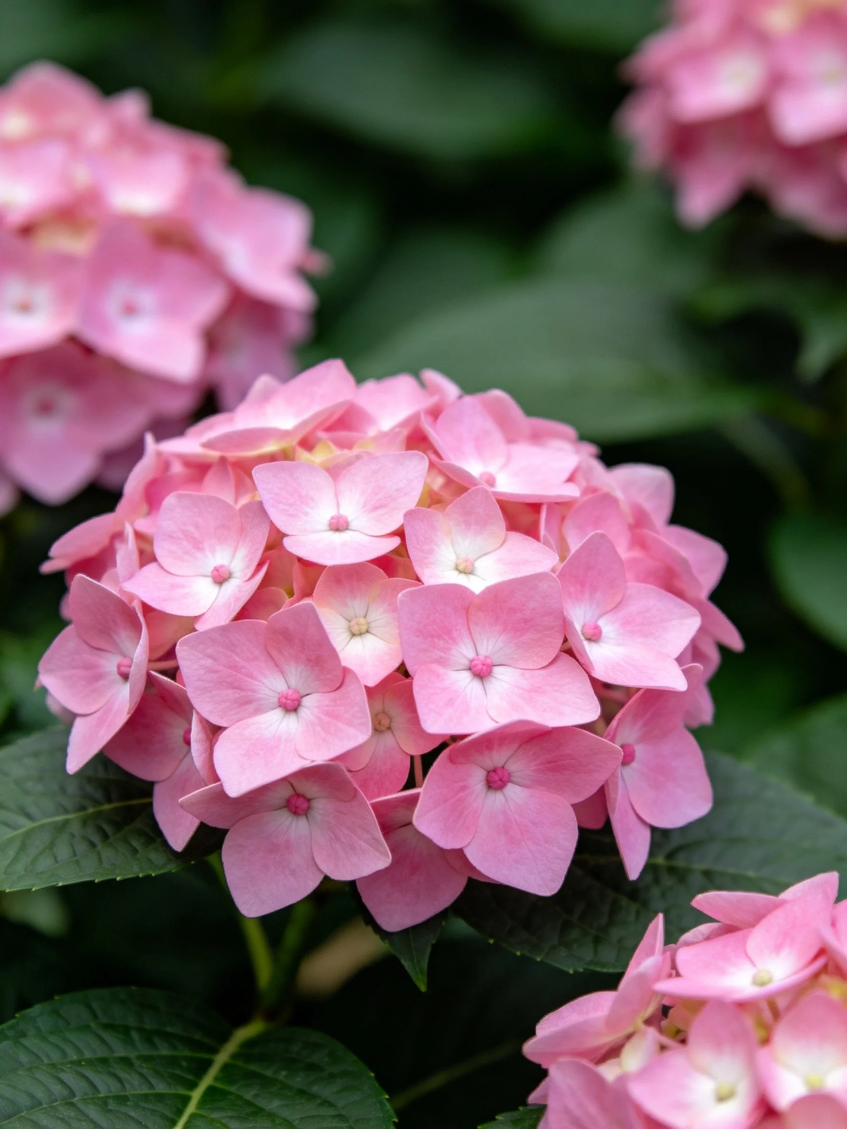 Multiple Clusters of Soft Pink Hydrangeas Among Dark Green Foliage