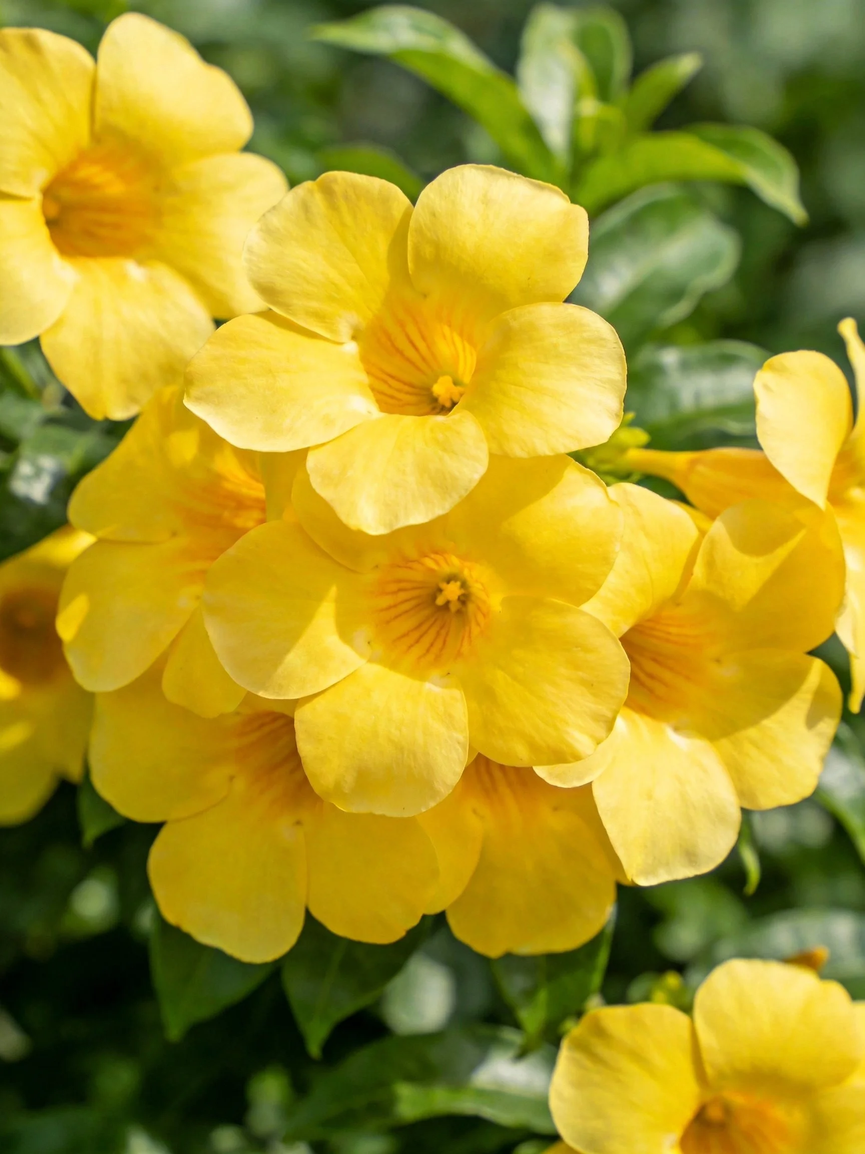 Multiple Vibrant Yellow Flowers Clustering With Green Foliage
