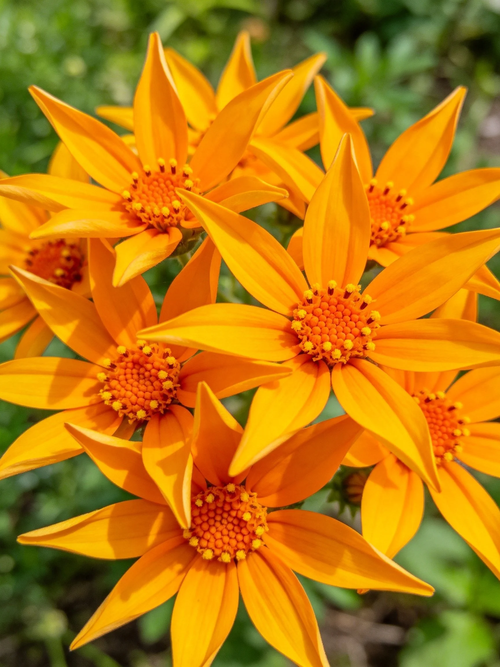 Multiple bright orange flowers clustered together outdoors