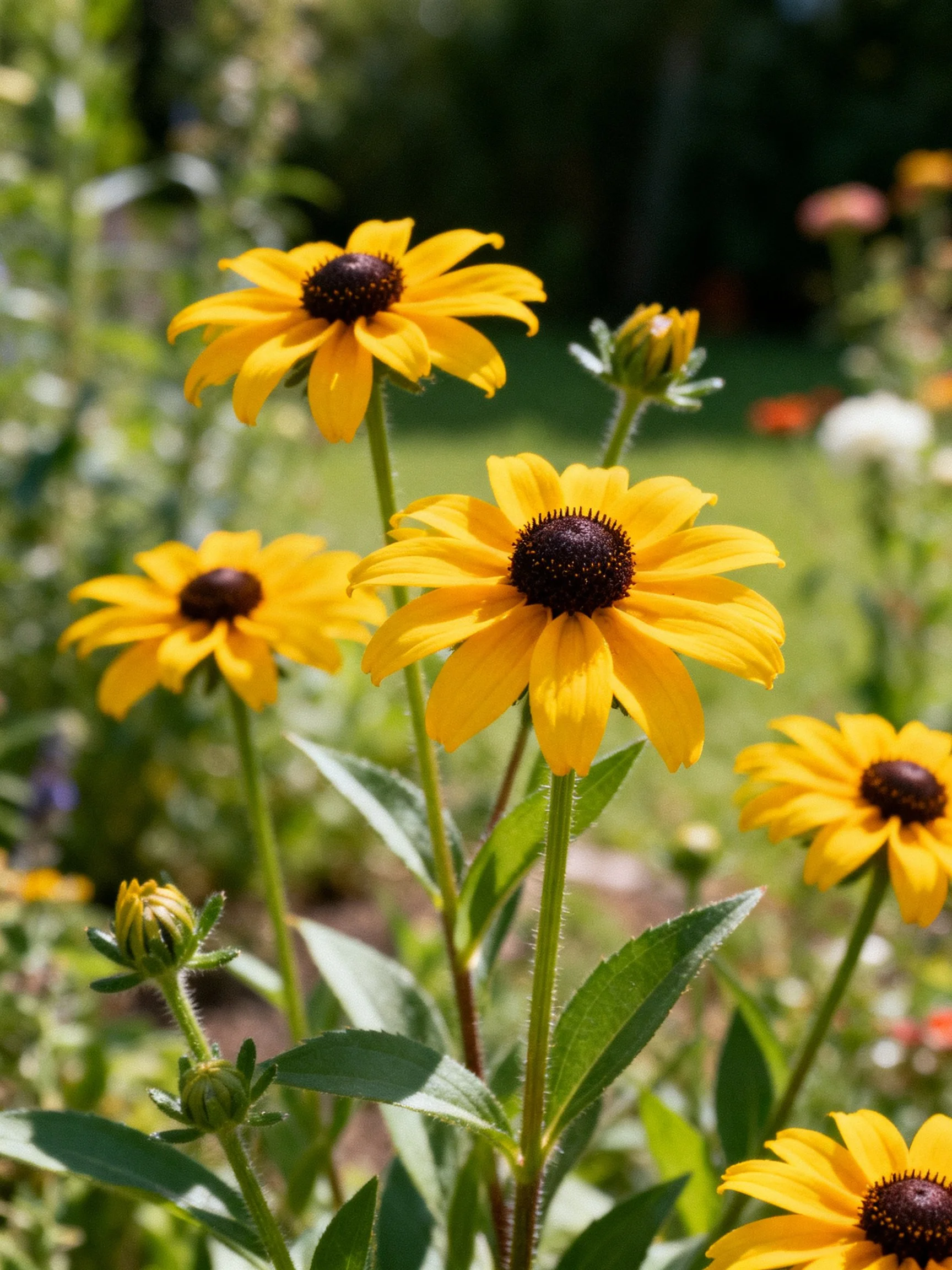 Multiple bright yellow flowers with dark centers in a garden