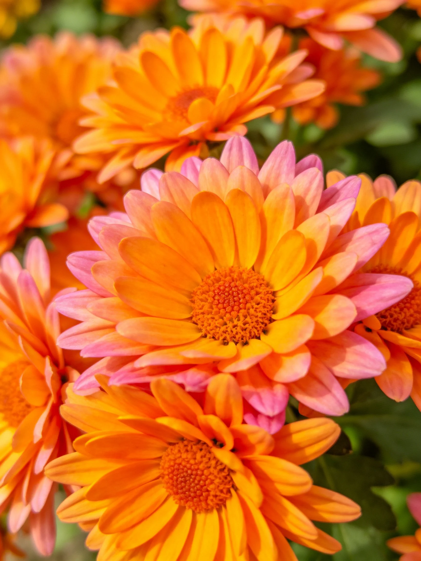 Multiple orange-pink chrysanthemums clustered in sunny garden