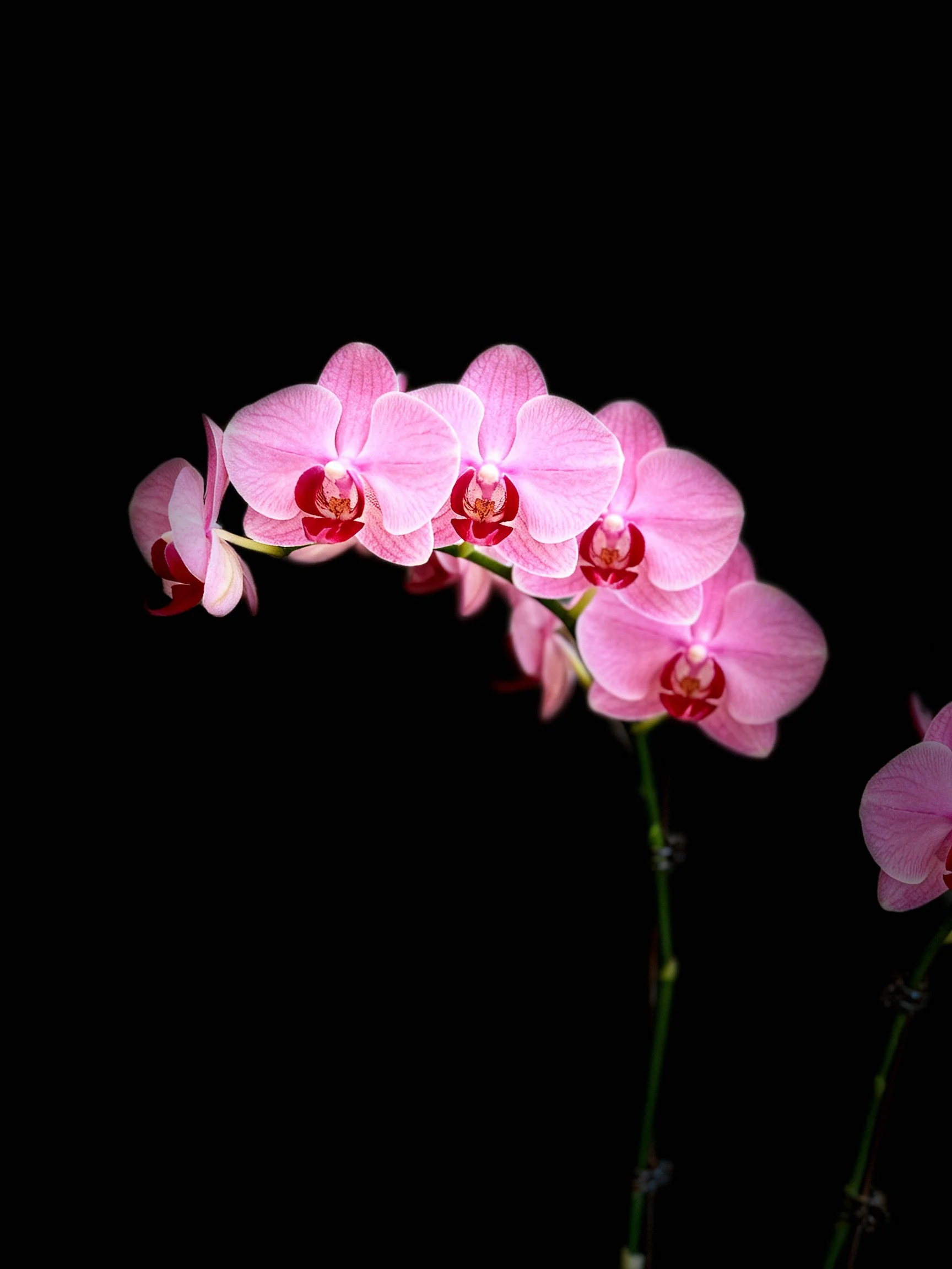 Multiple pink orchid flowers arranged in a curved formation on a dark background