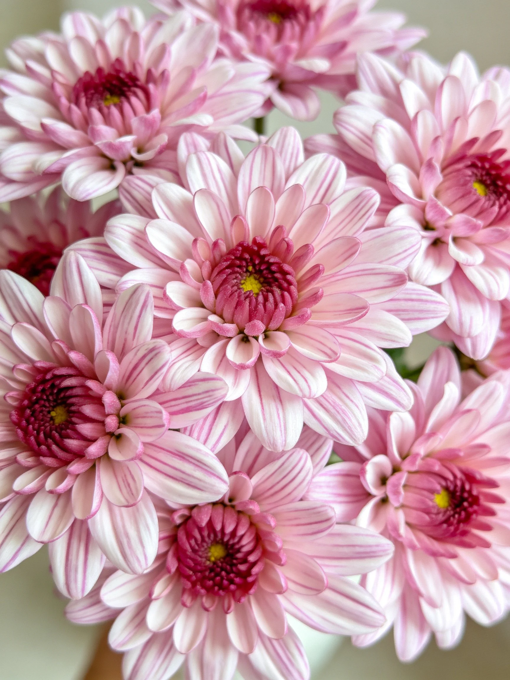 Multiple pink striped chrysanthemums densely arranged