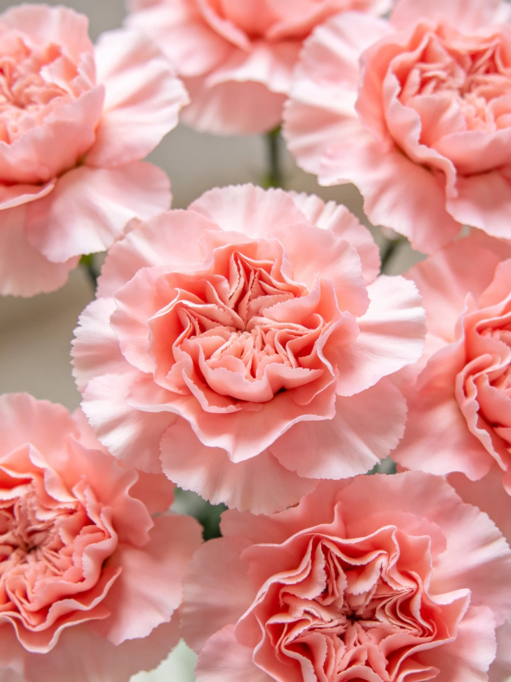 Multiple soft pink carnations clustered closely together