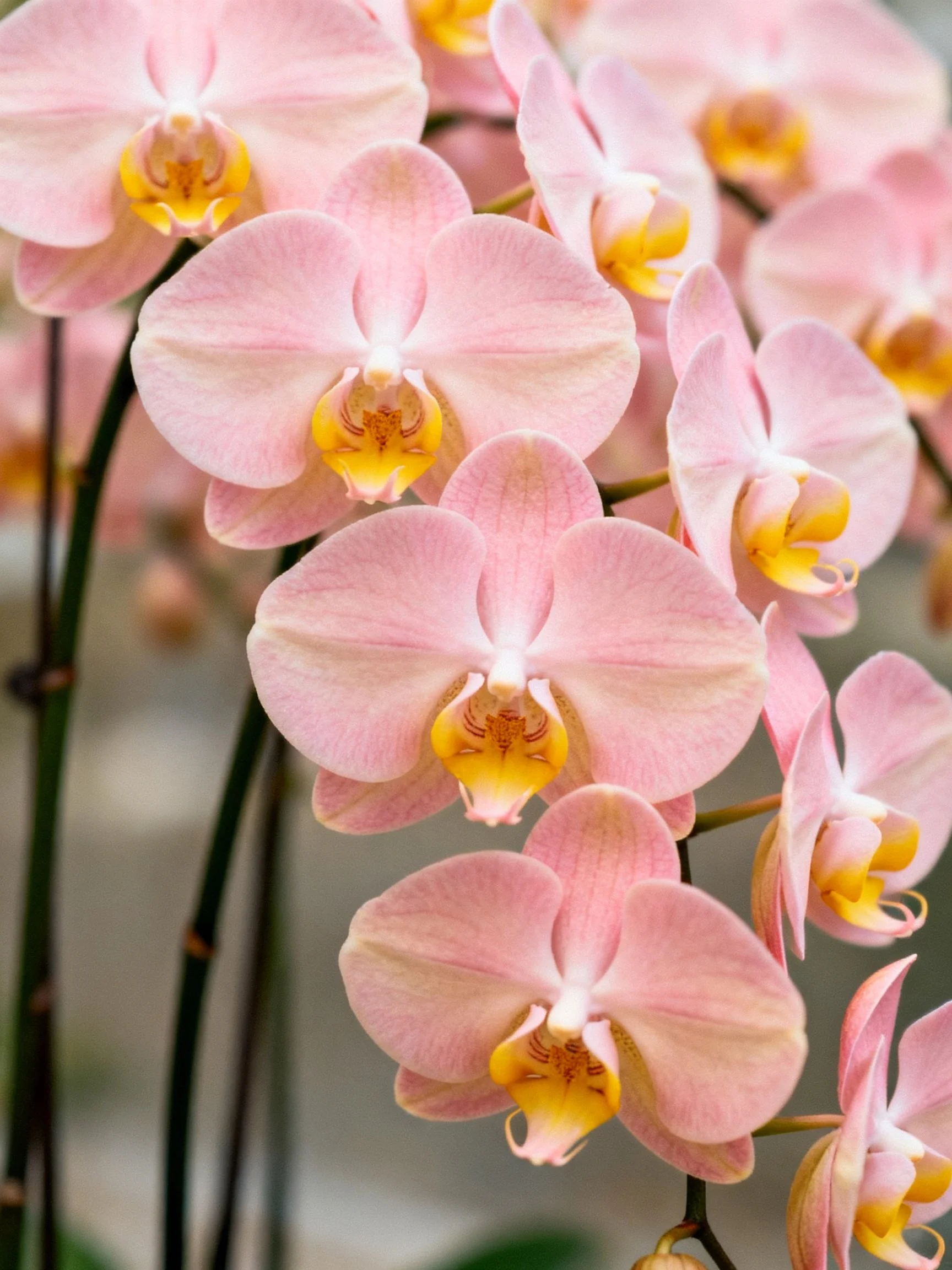 Multiple soft pink orchids with yellow centers clustered together