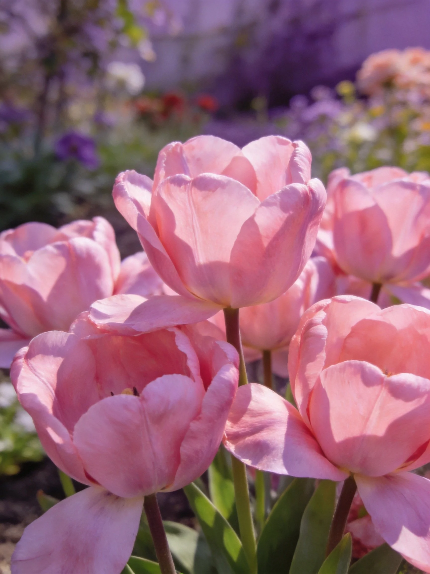 Multiple soft pink tulips blooming in a sun-drenched garden