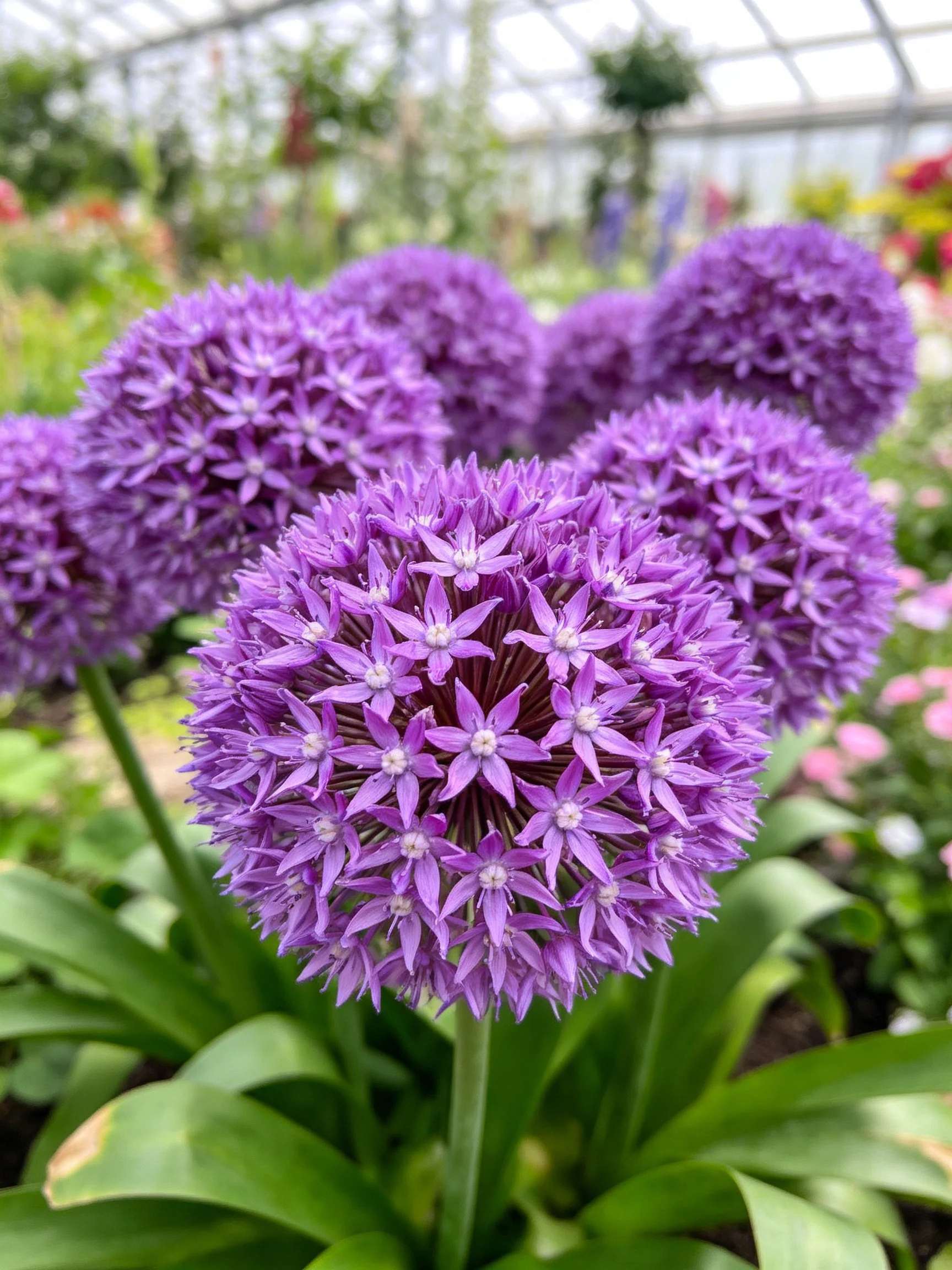 Multiple spherical purple allium blooms in a greenhouse