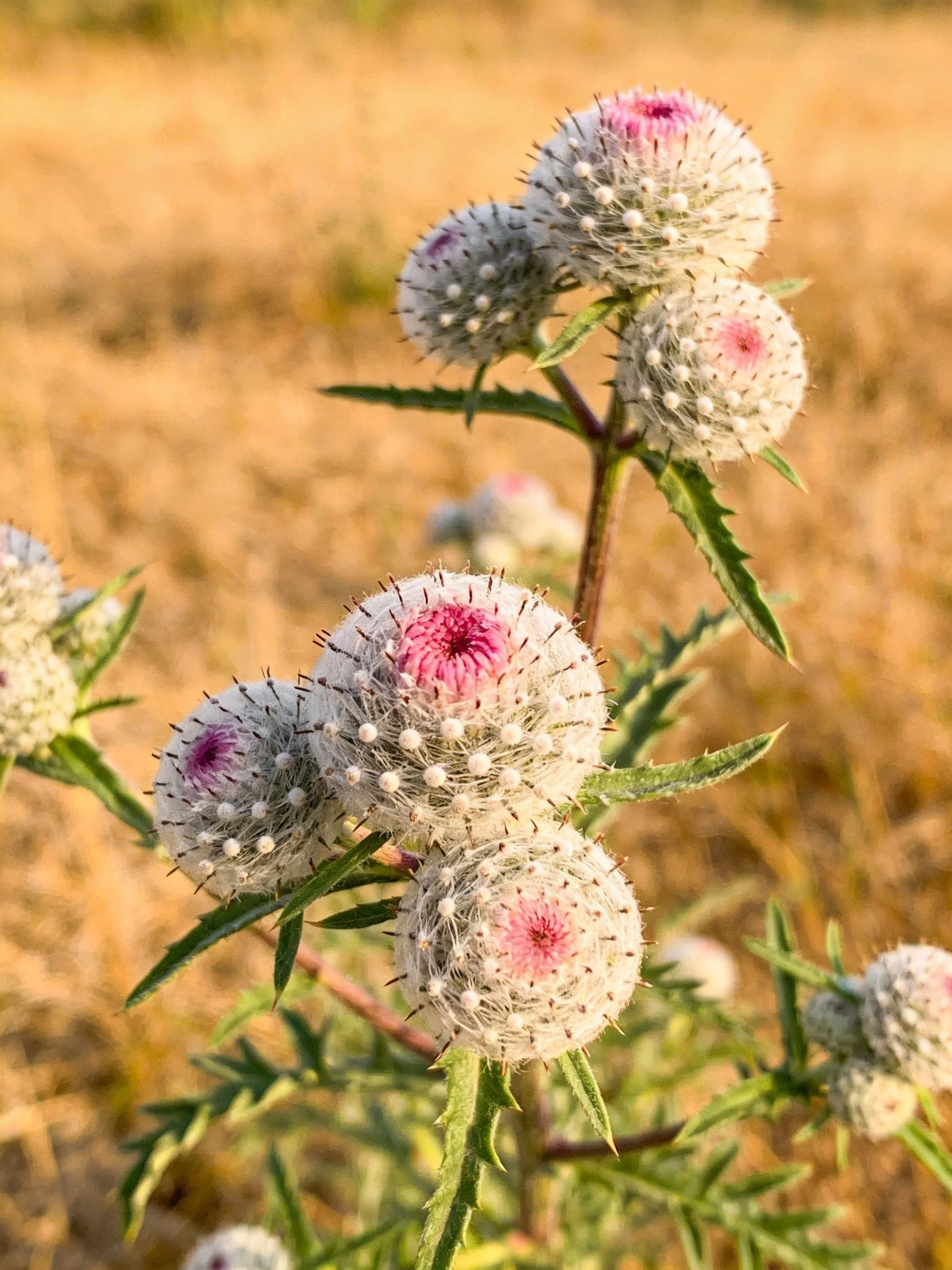 Multiple spiky spherical thistle blooms with pink centers