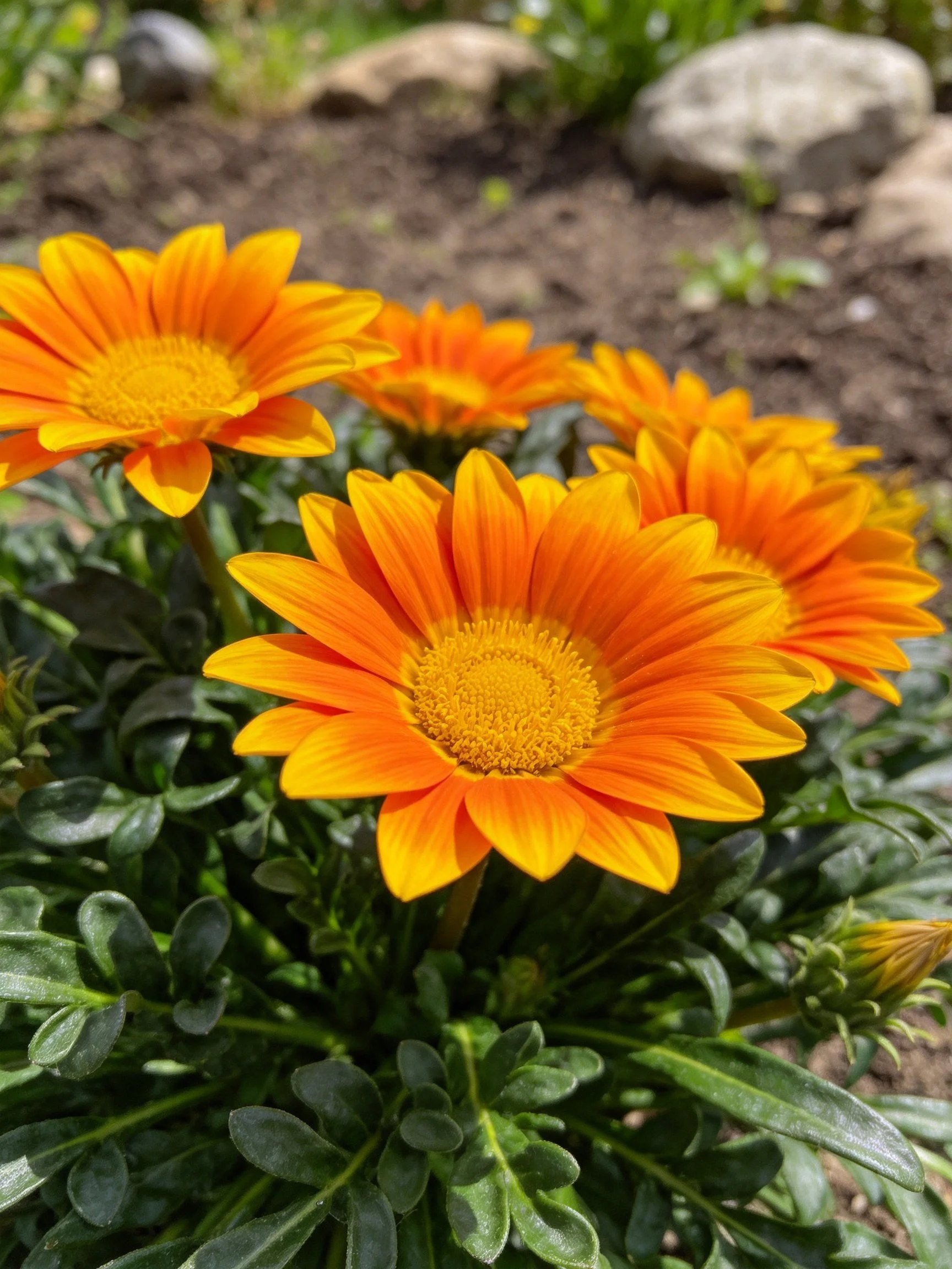 Multiple vibrant orange gazania flowers with yellow centers bloom among green foliage