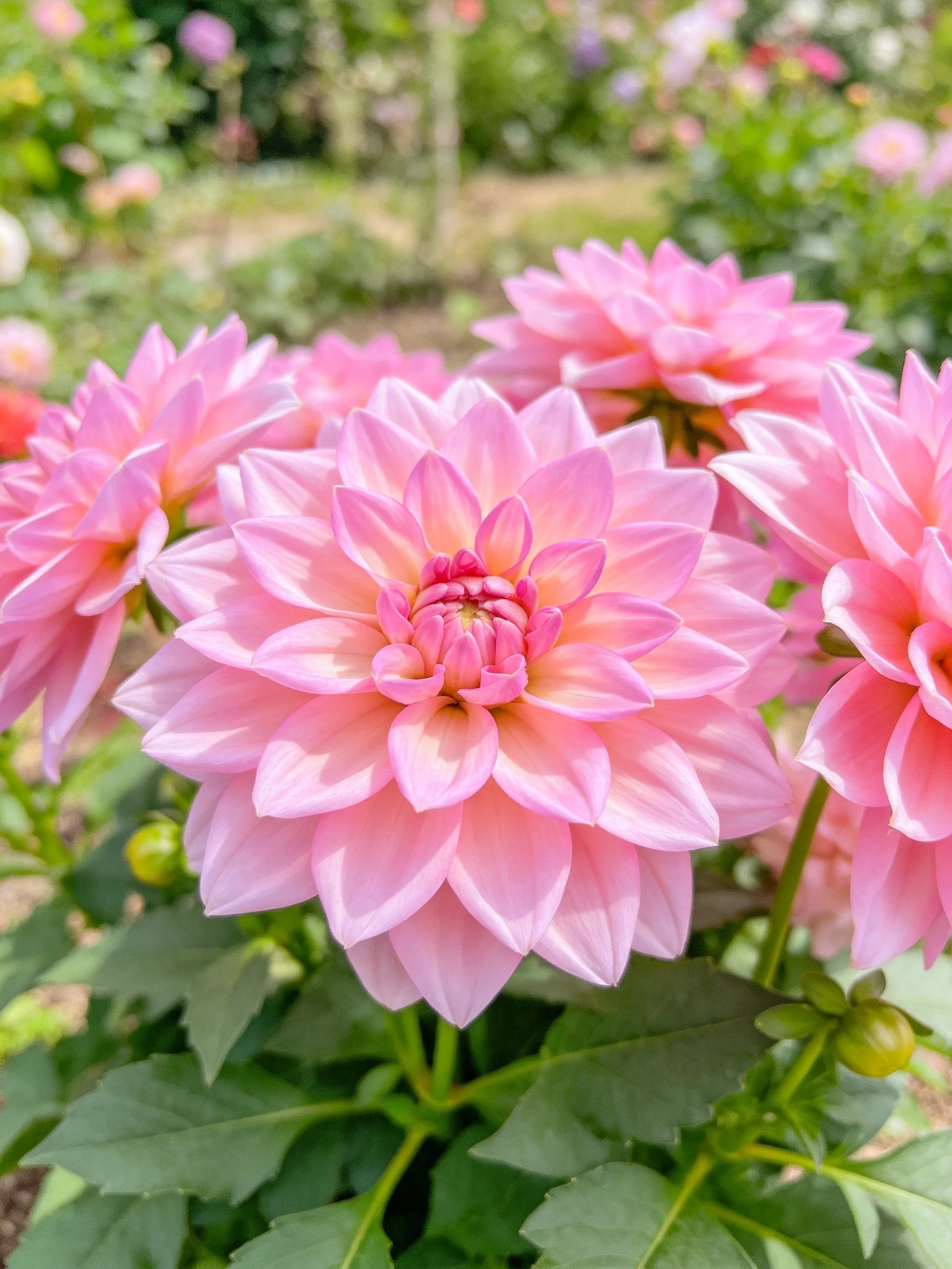 Multiple vibrant pink dahlias bloom in a lush garden