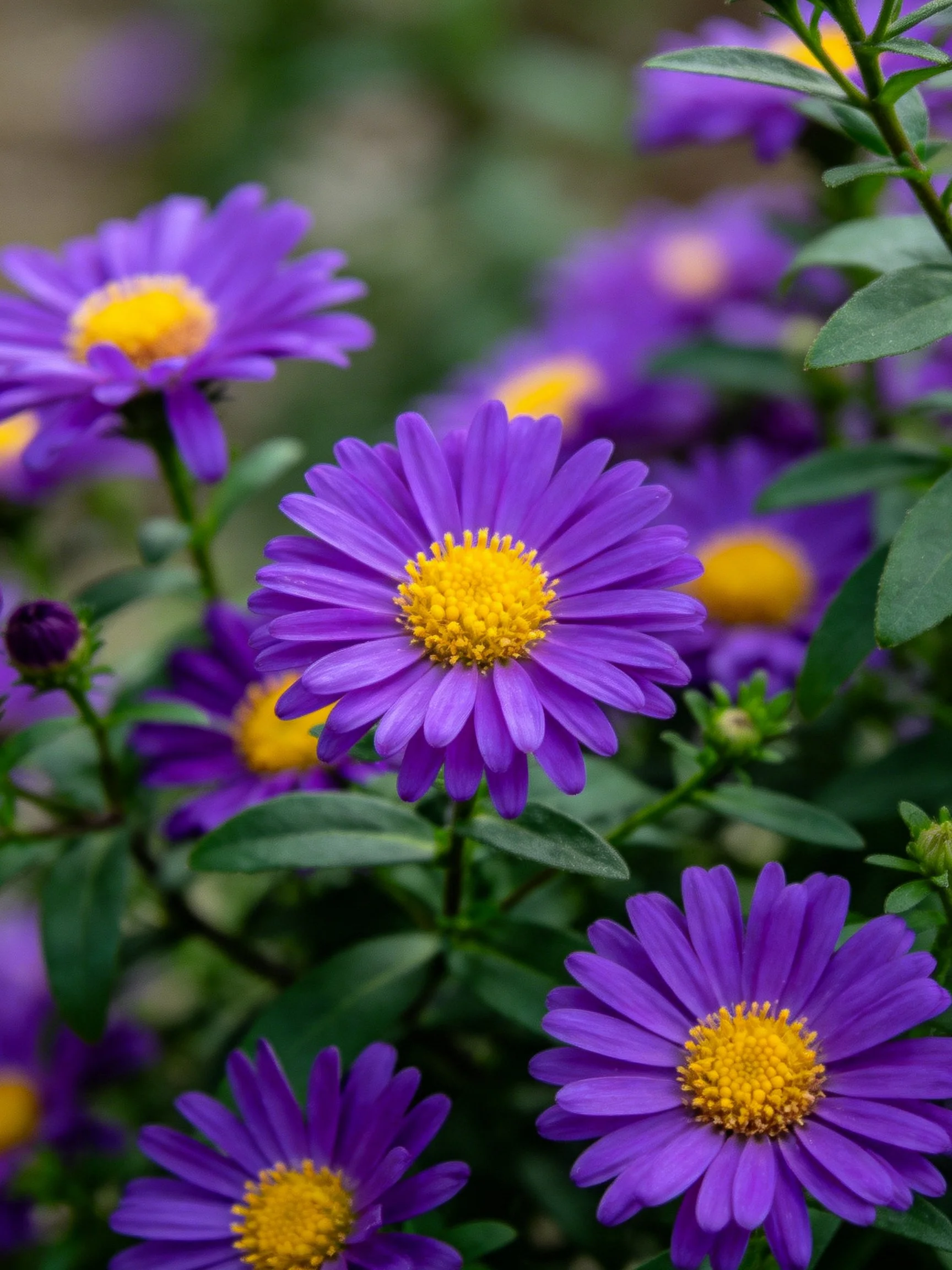 Multiple vibrant purple aster flowers with bright yellow centers among green foliage