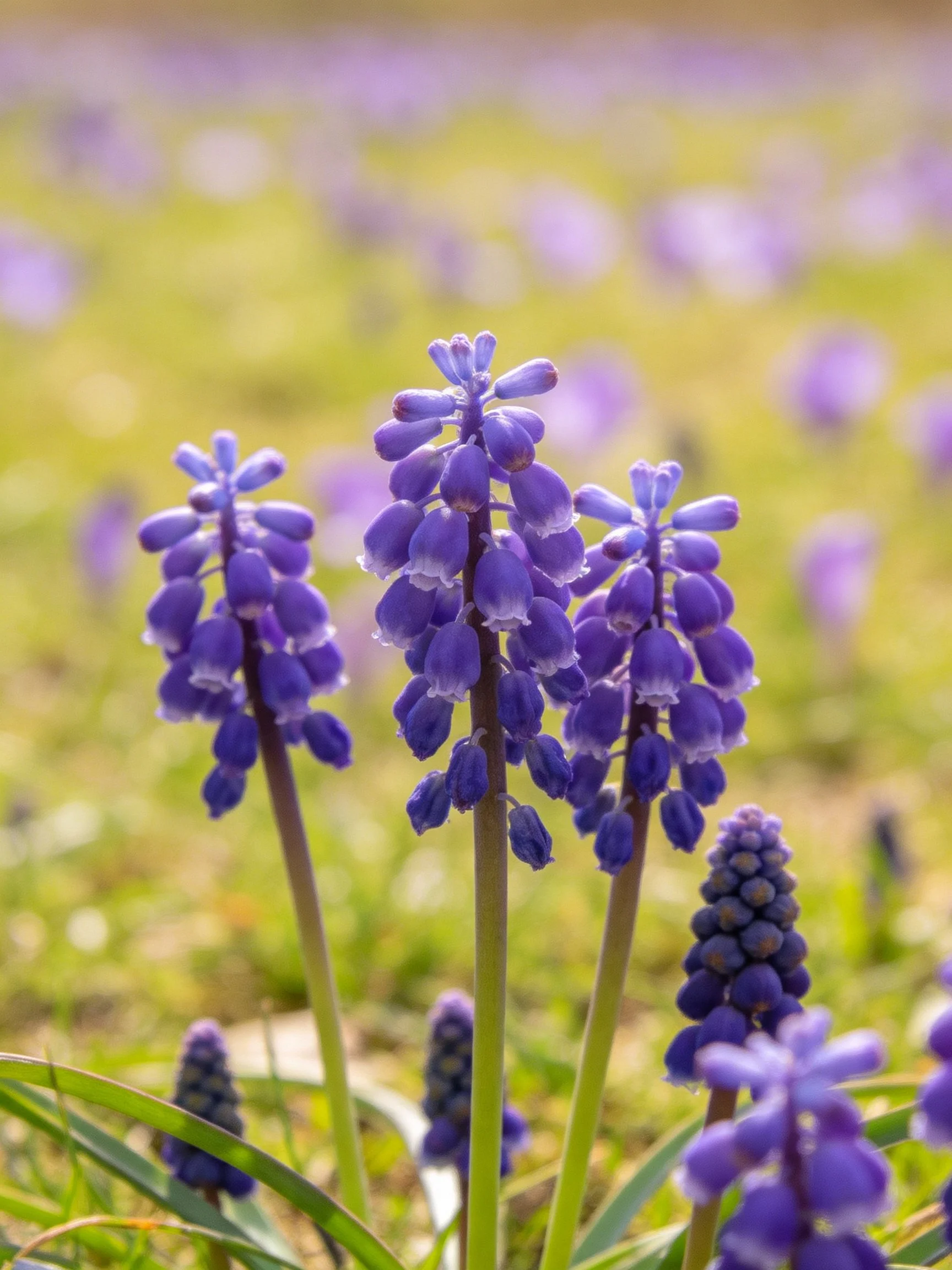Multiple vibrant purple flower clusters bloom in a sunlit meadow