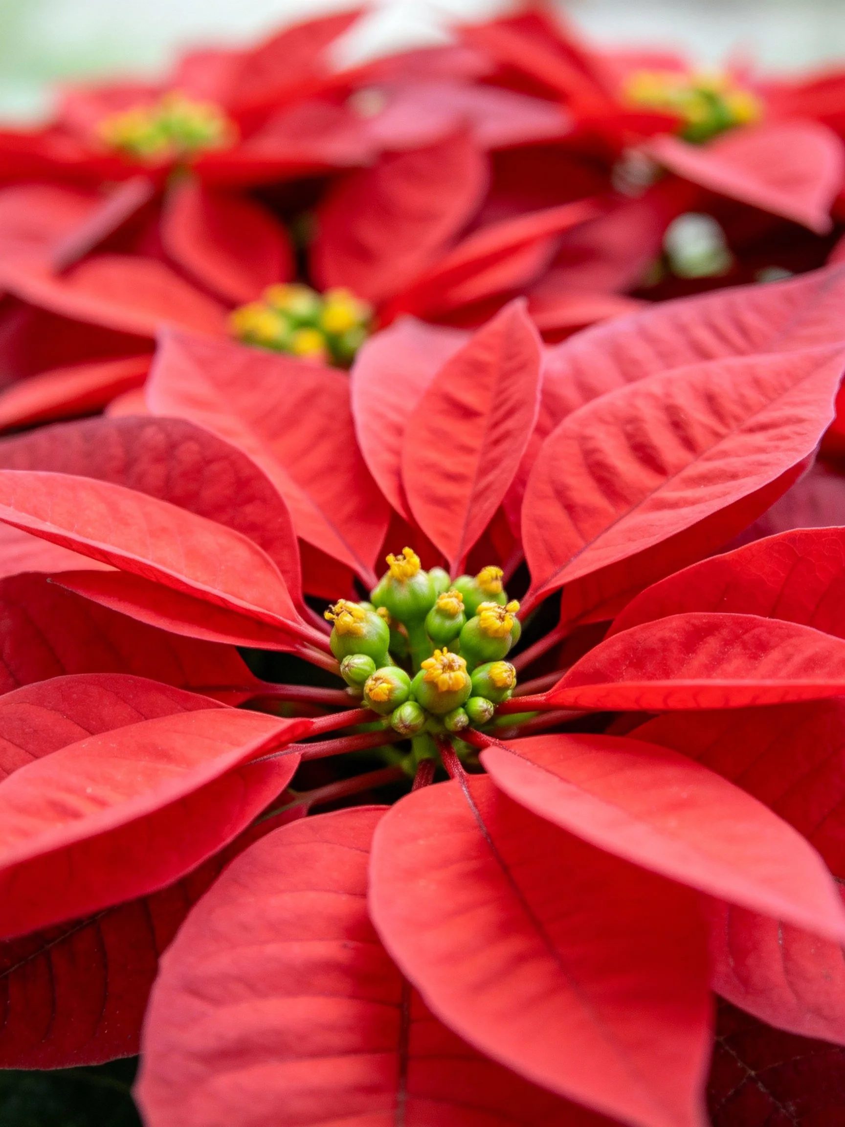 Multiple vibrant red poinsettias with green flower buds