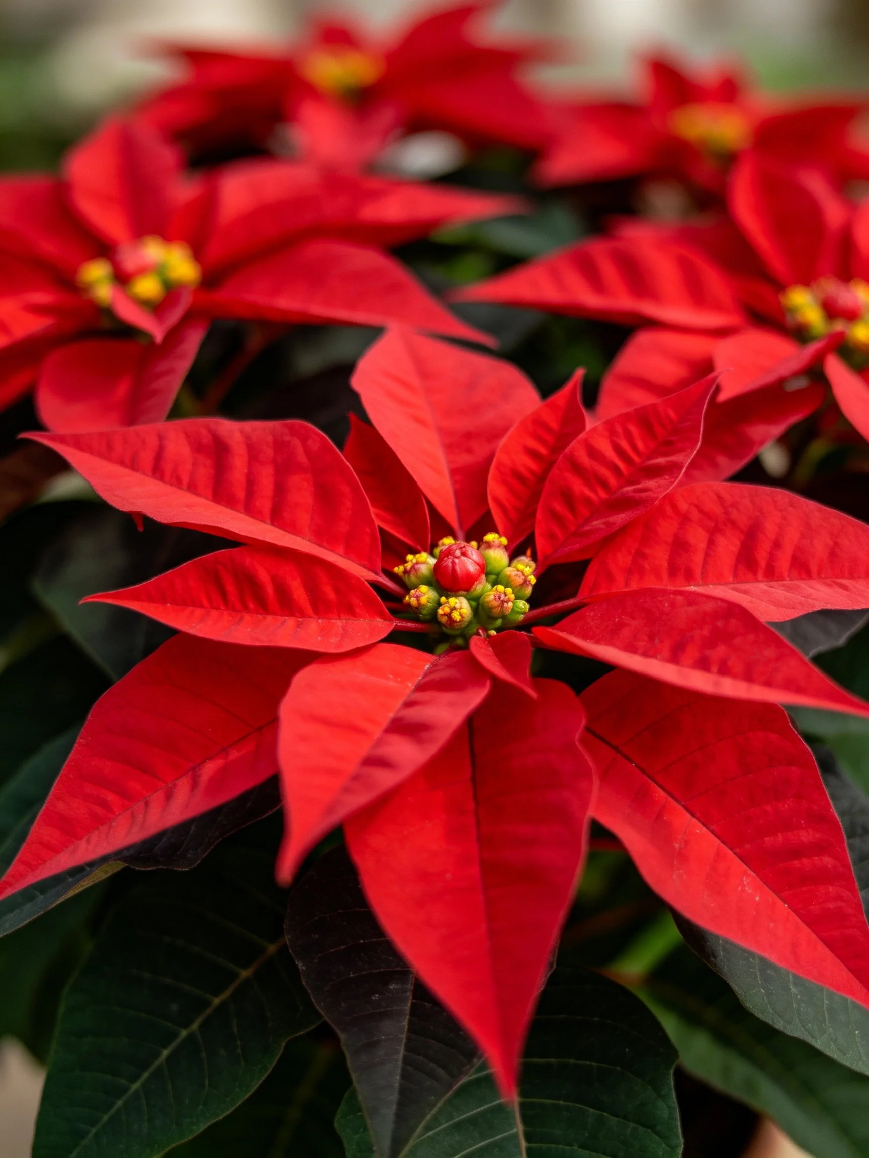 Multiple vibrant red poinsettias with yellow-green centers