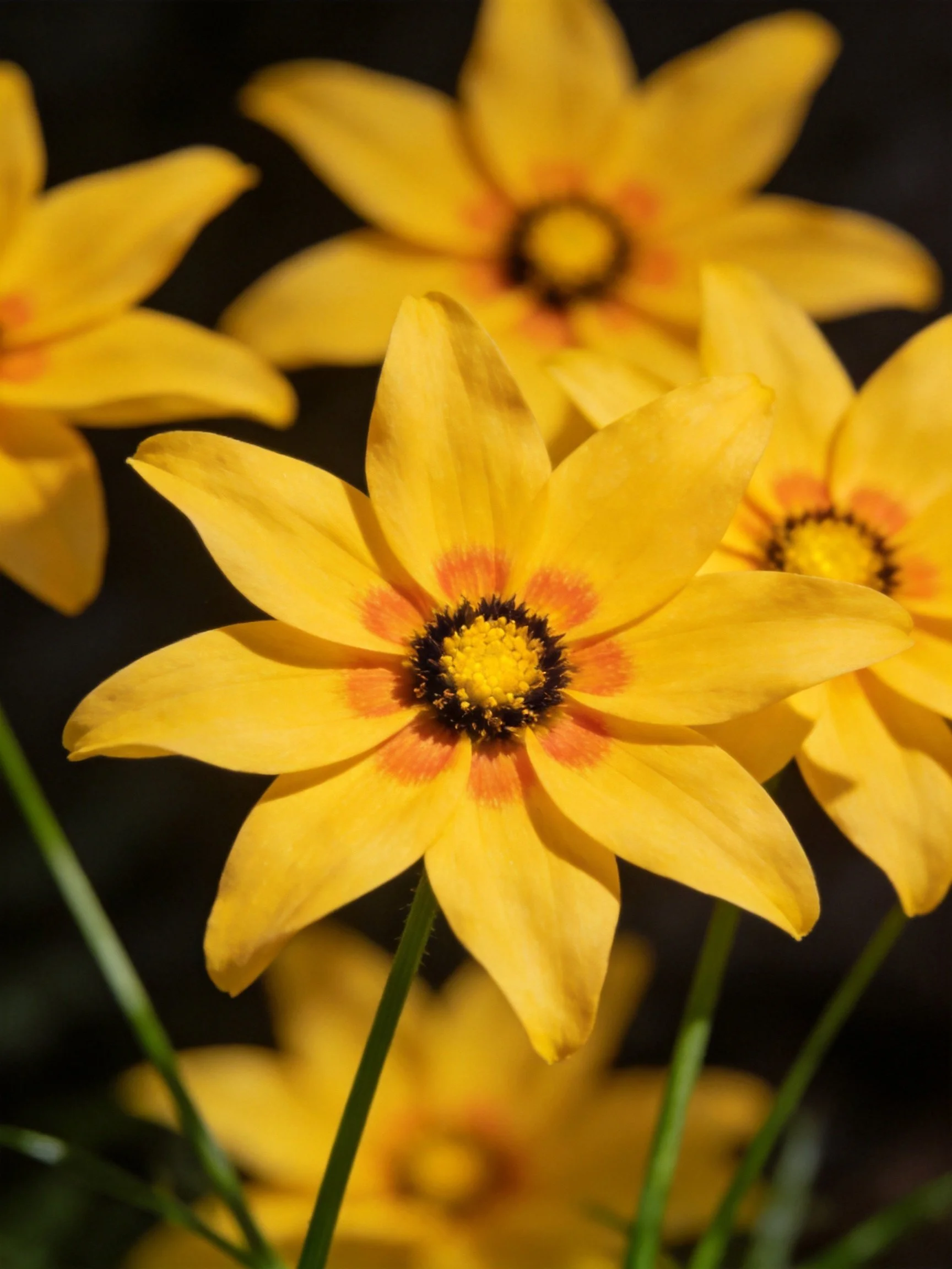 Multiple vibrant yellow flowers with orange and dark centers