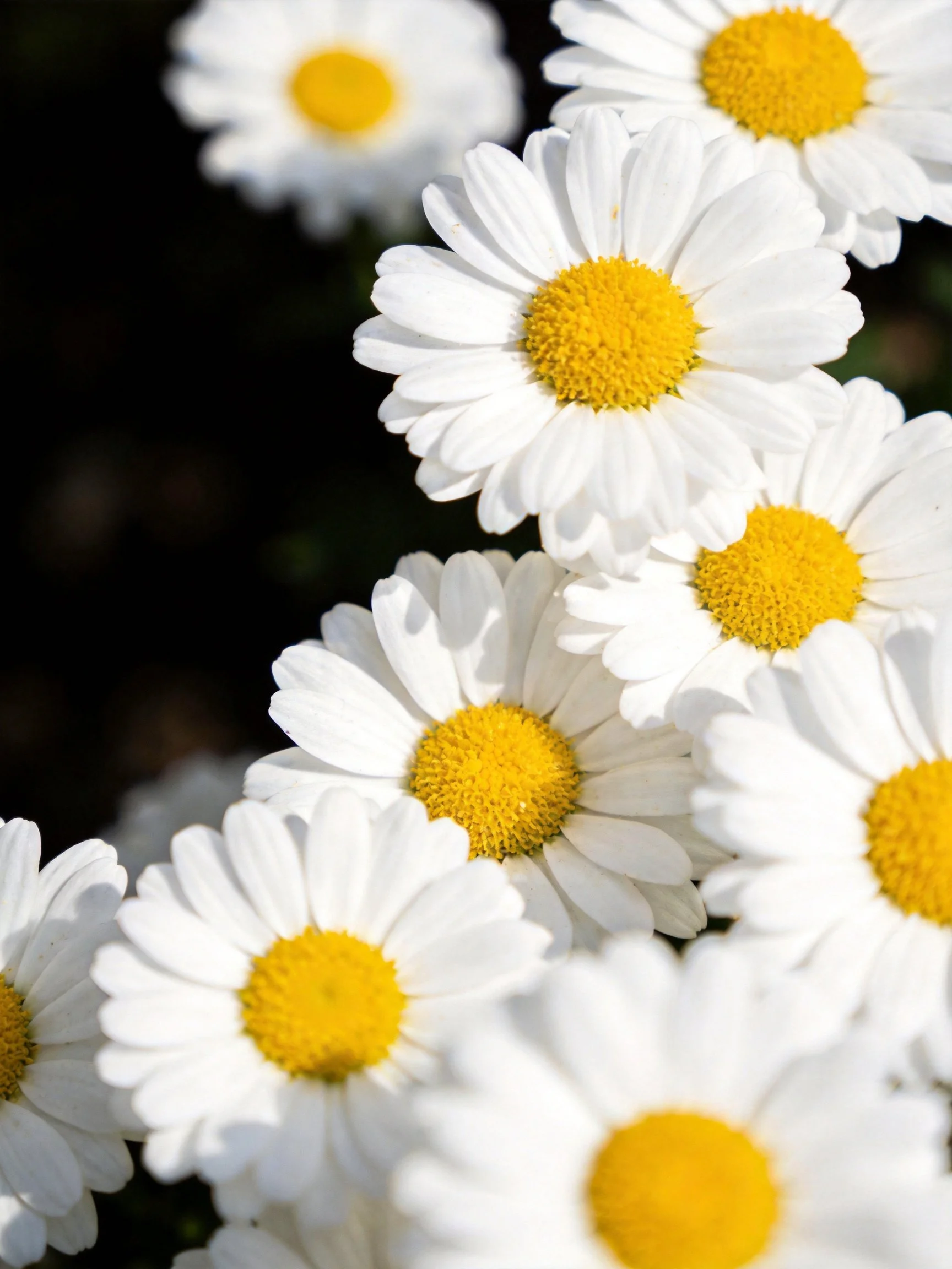 Multiple white daisy flowers with vibrant yellow centers clustered closely