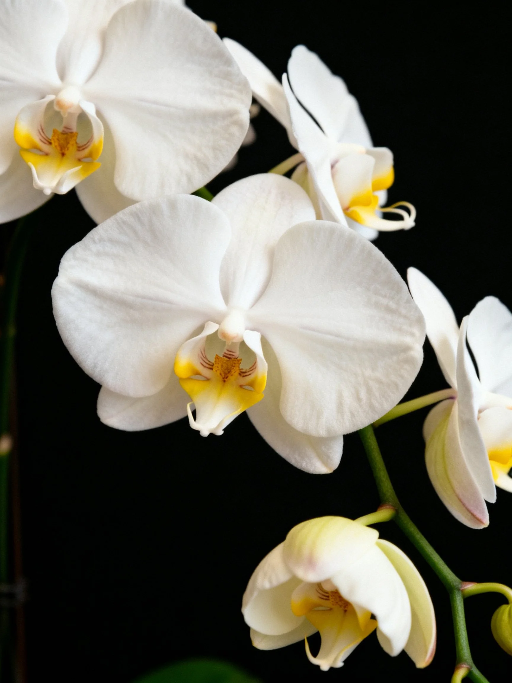 Multiple white orchid blooms with yellow accents on dark background