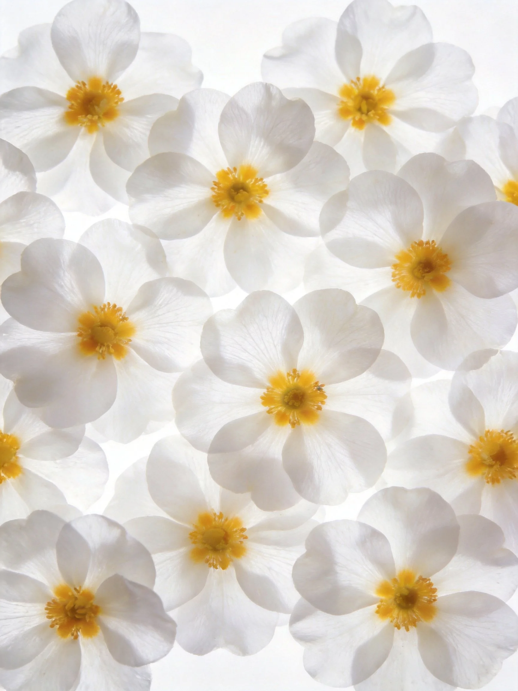Multiple white-petaled flowers with yellow centers densely arranged