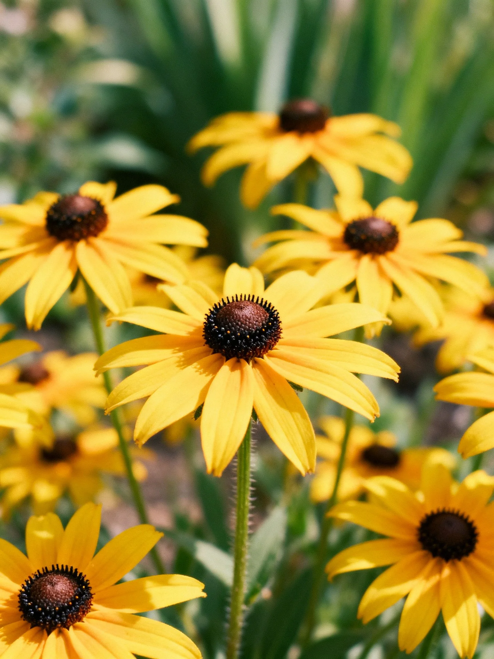 Multiple yellow coneflowers with dark centers bloom in a garden