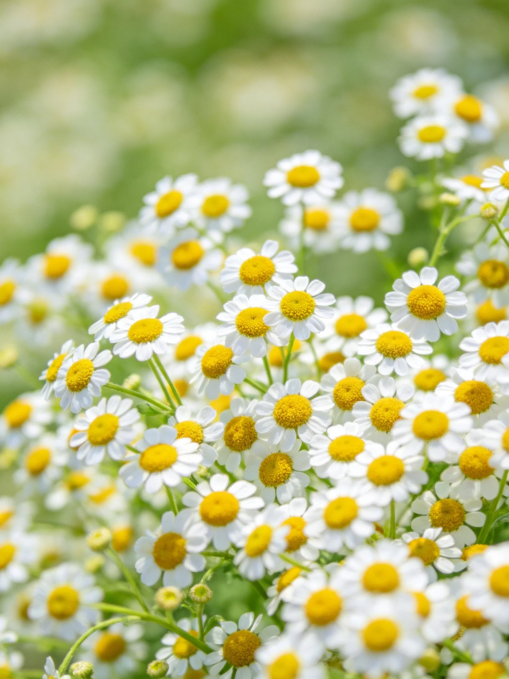 Numerous small white daisy - like flowers with golden centers