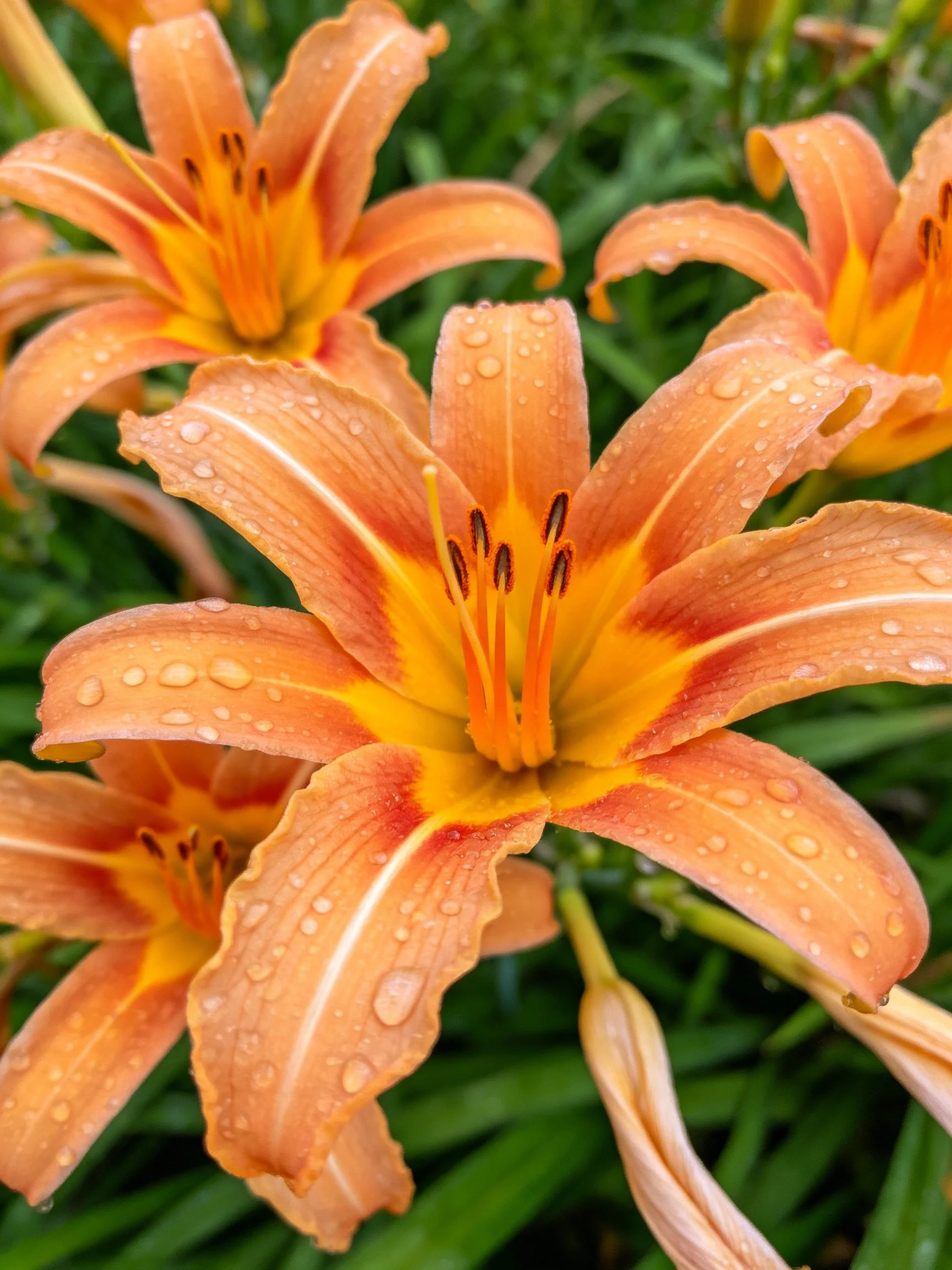 Orange Daylilies with Dewy Petals in Green Background