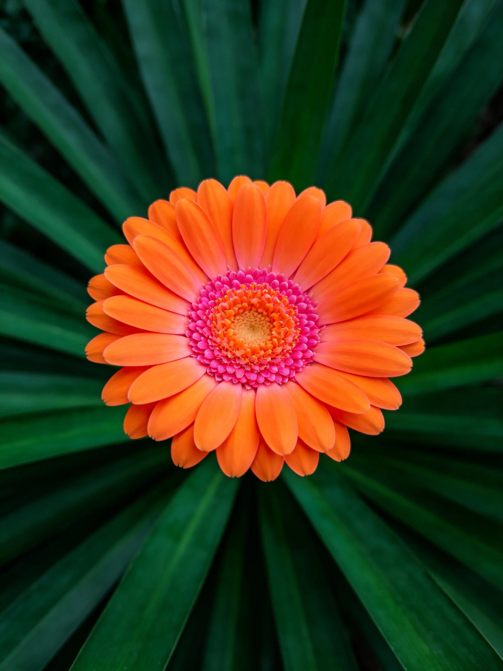 Orange Gerbera Flower with Pink Center Surrounded by Dark Green Leaves