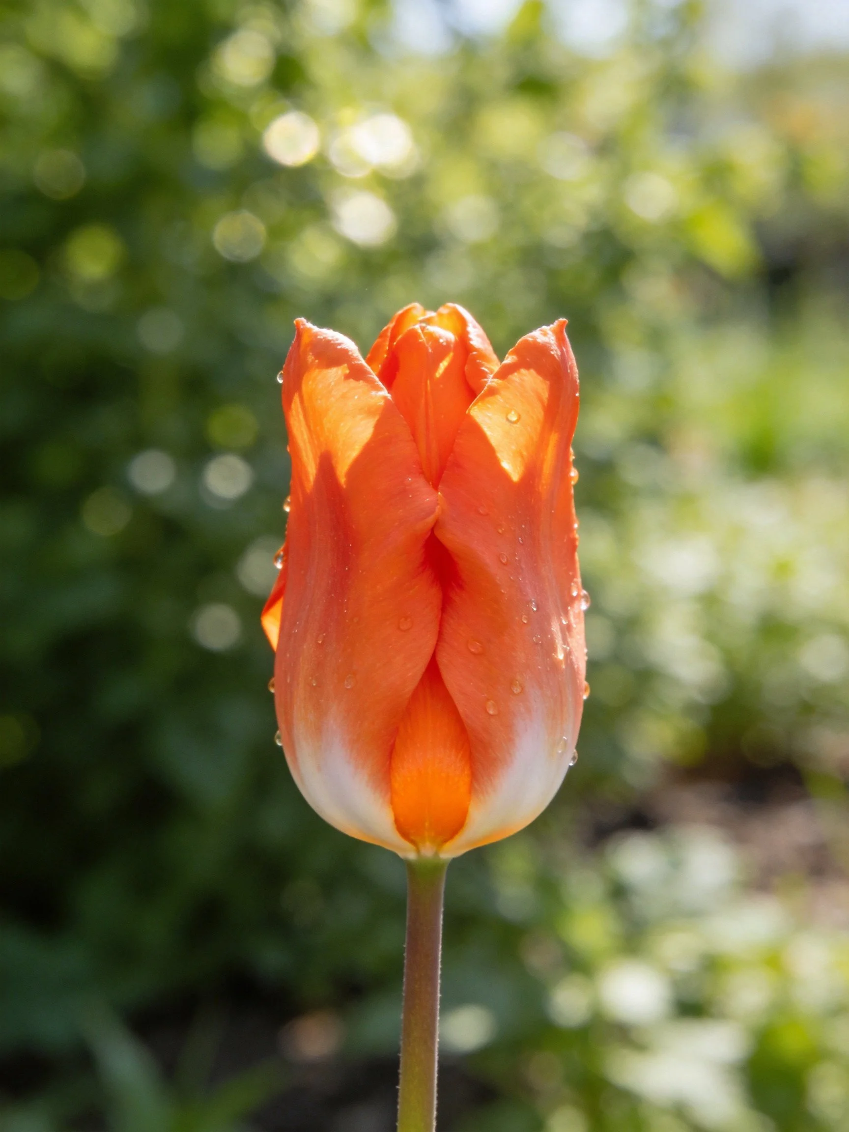 Orange Tulip with Dew Drops in Green Bokeh Setting