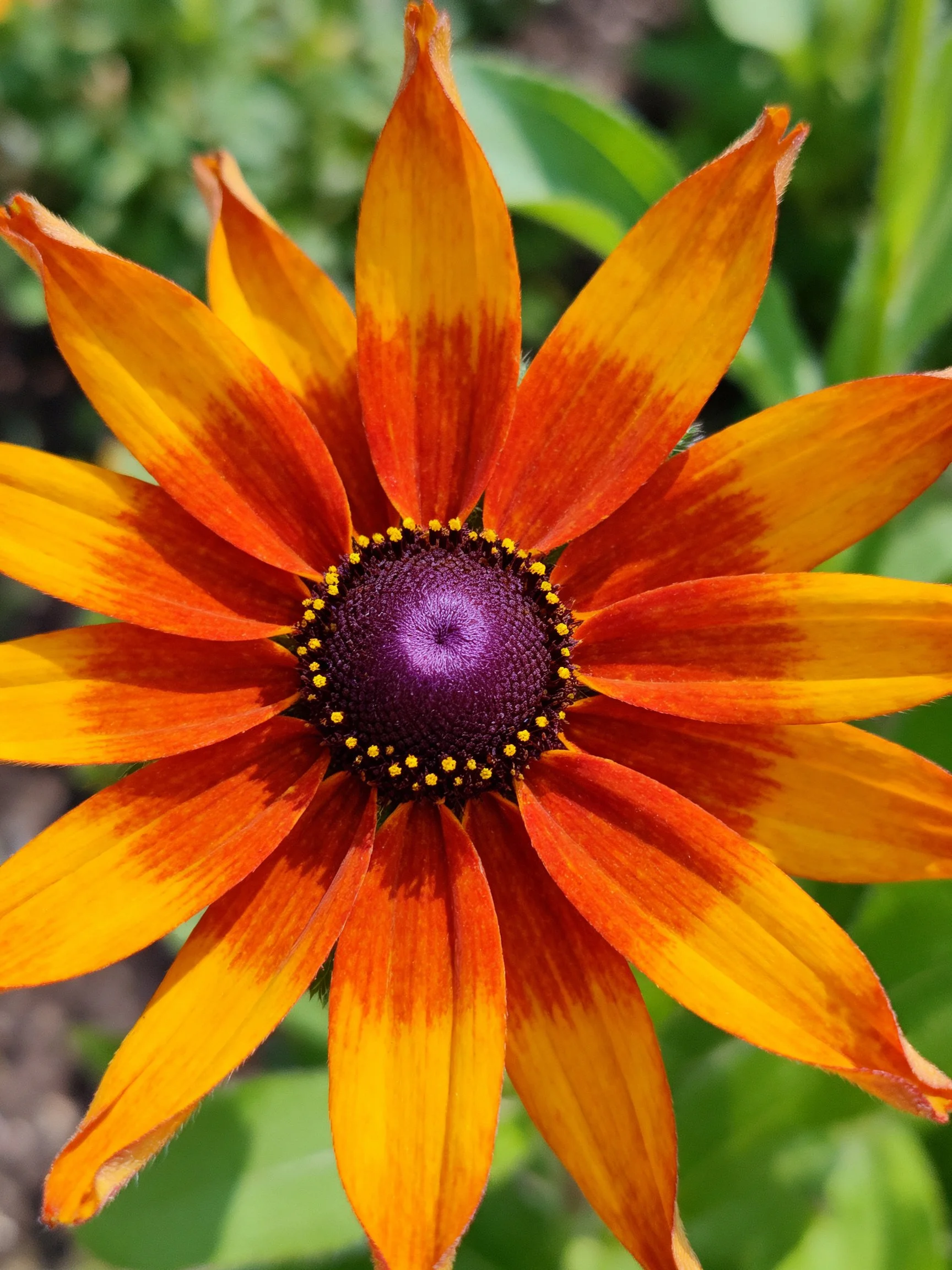 Orange and red petals encircle a dark purple flower center