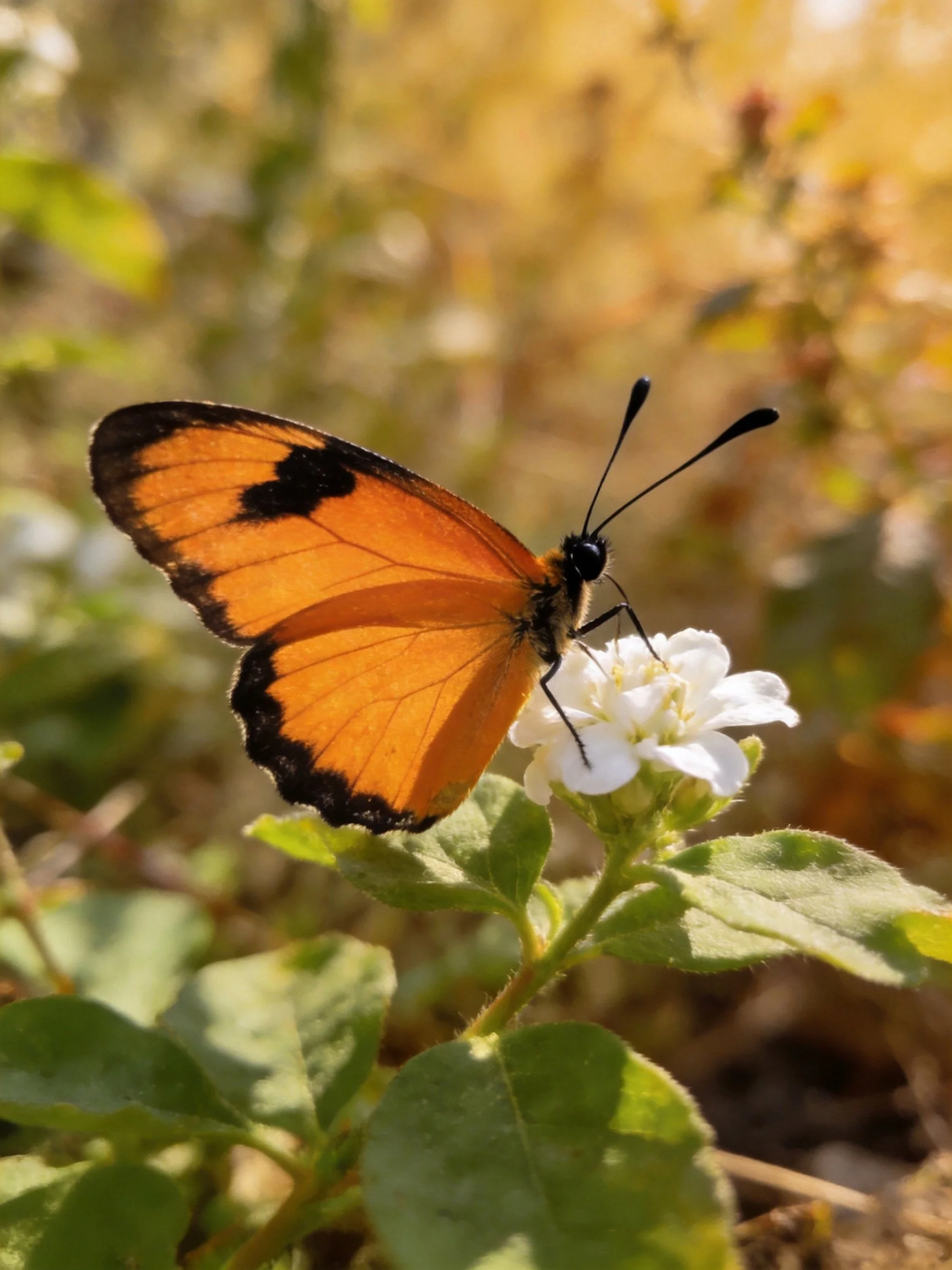 Orange butterfly with black wing edges on white flower
