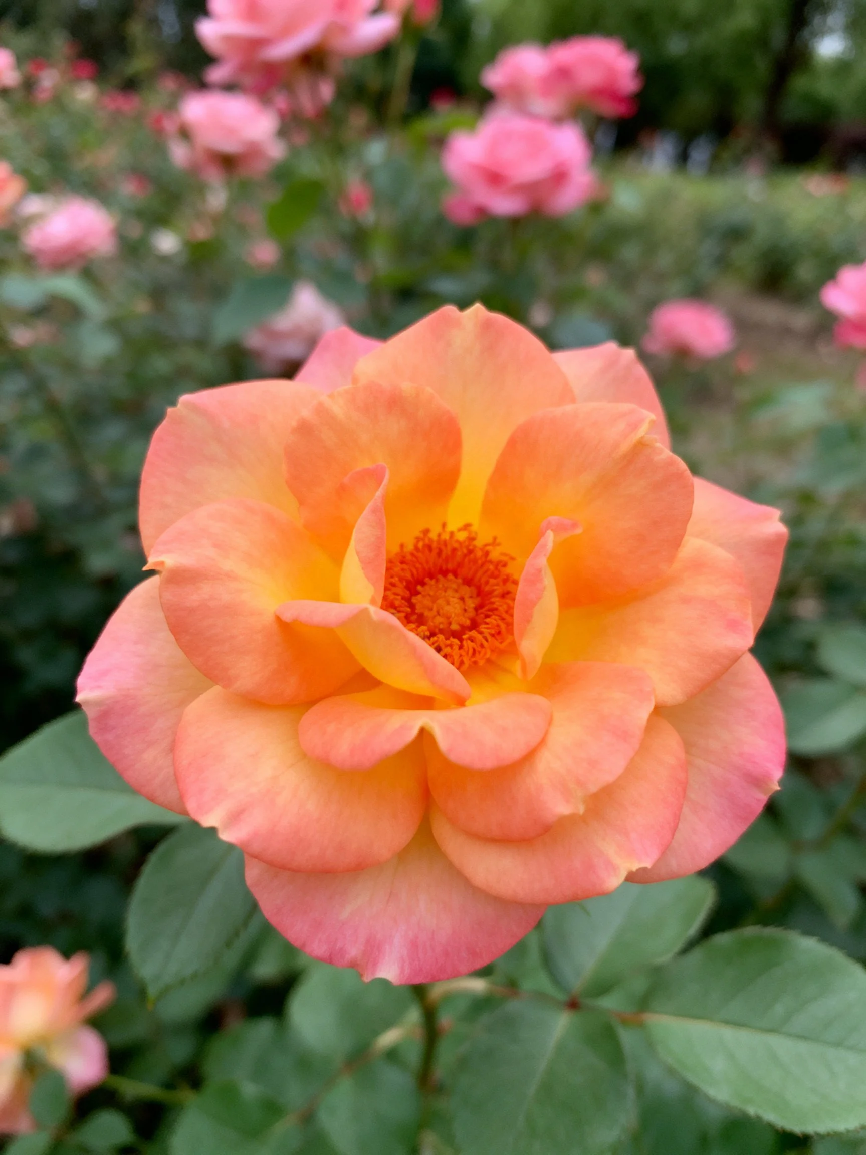 Orange-pink rose with layered petals amid pink flowers