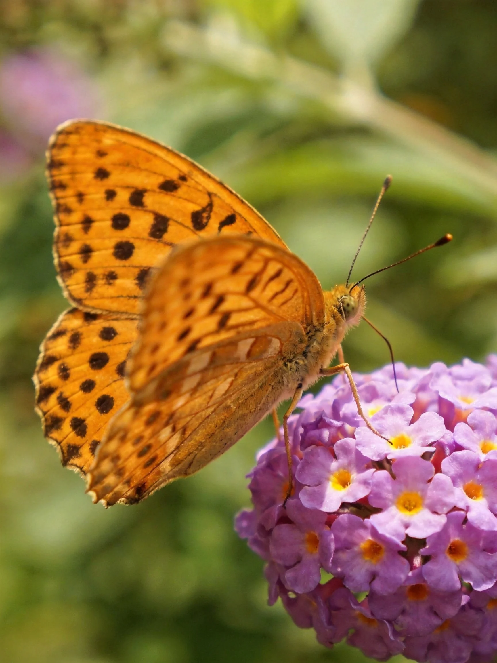 Orange-spotted Butterfly Perched on Vibrant Purple Flowers