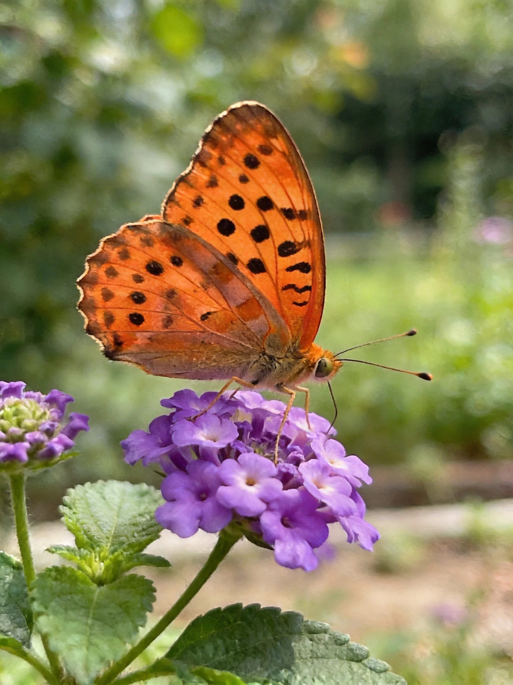 Orange-spotted butterfly perched on vibrant purple flowers