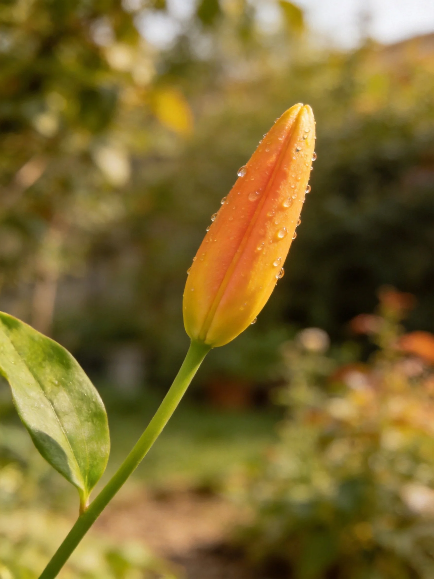 Orange-yellow flower bud with dewdrops on green stem