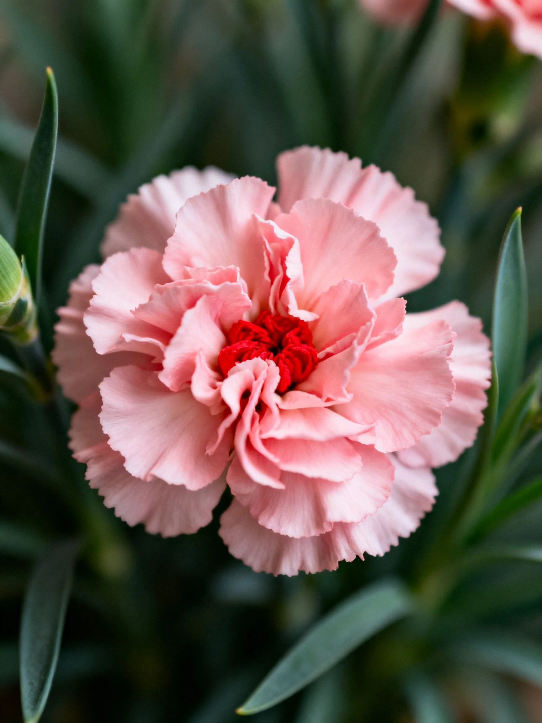 Pink Carnation with Red Center Among Green Foliage