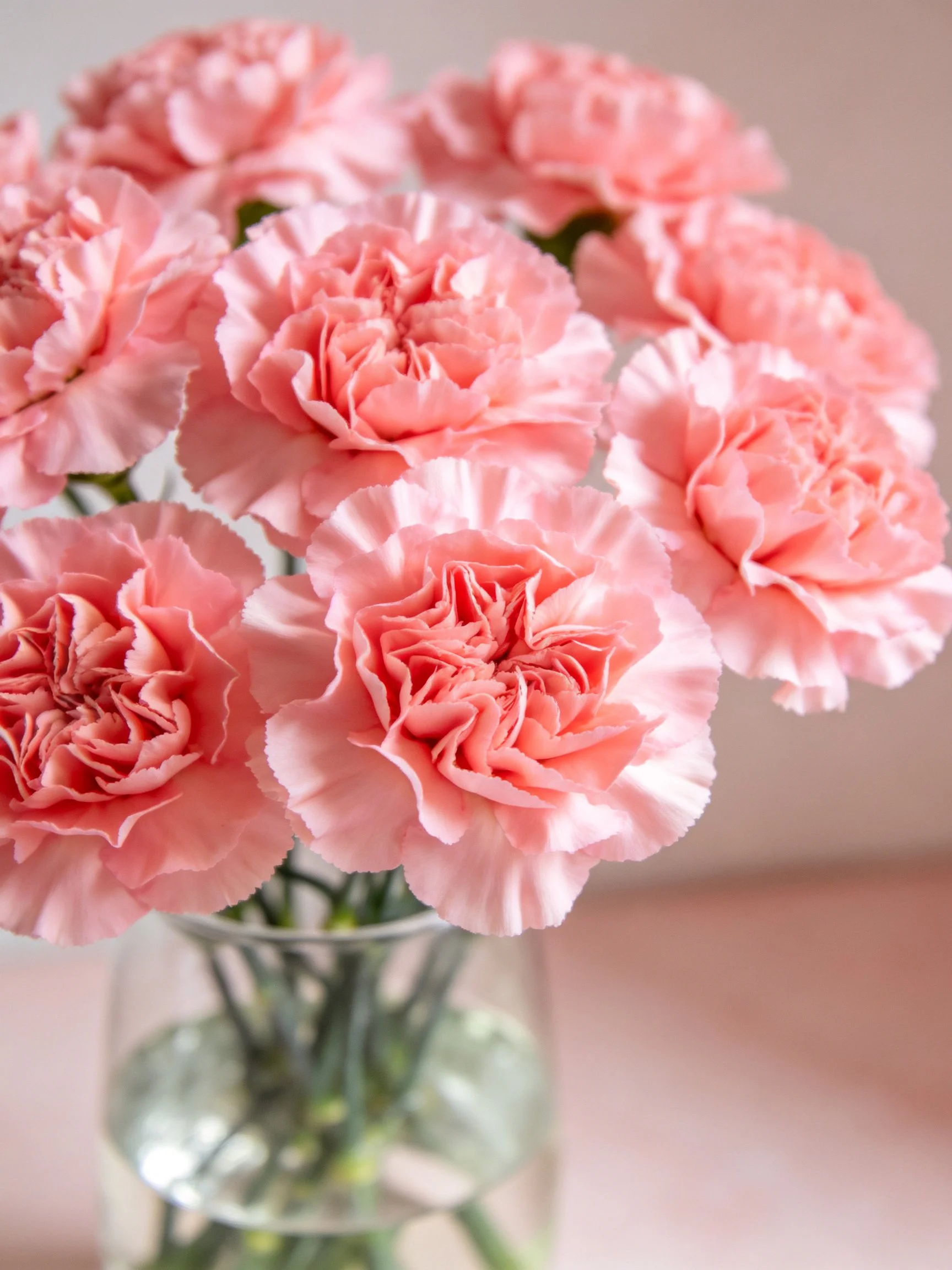 Pink Carnations Arranged in a Clear Glass Vase