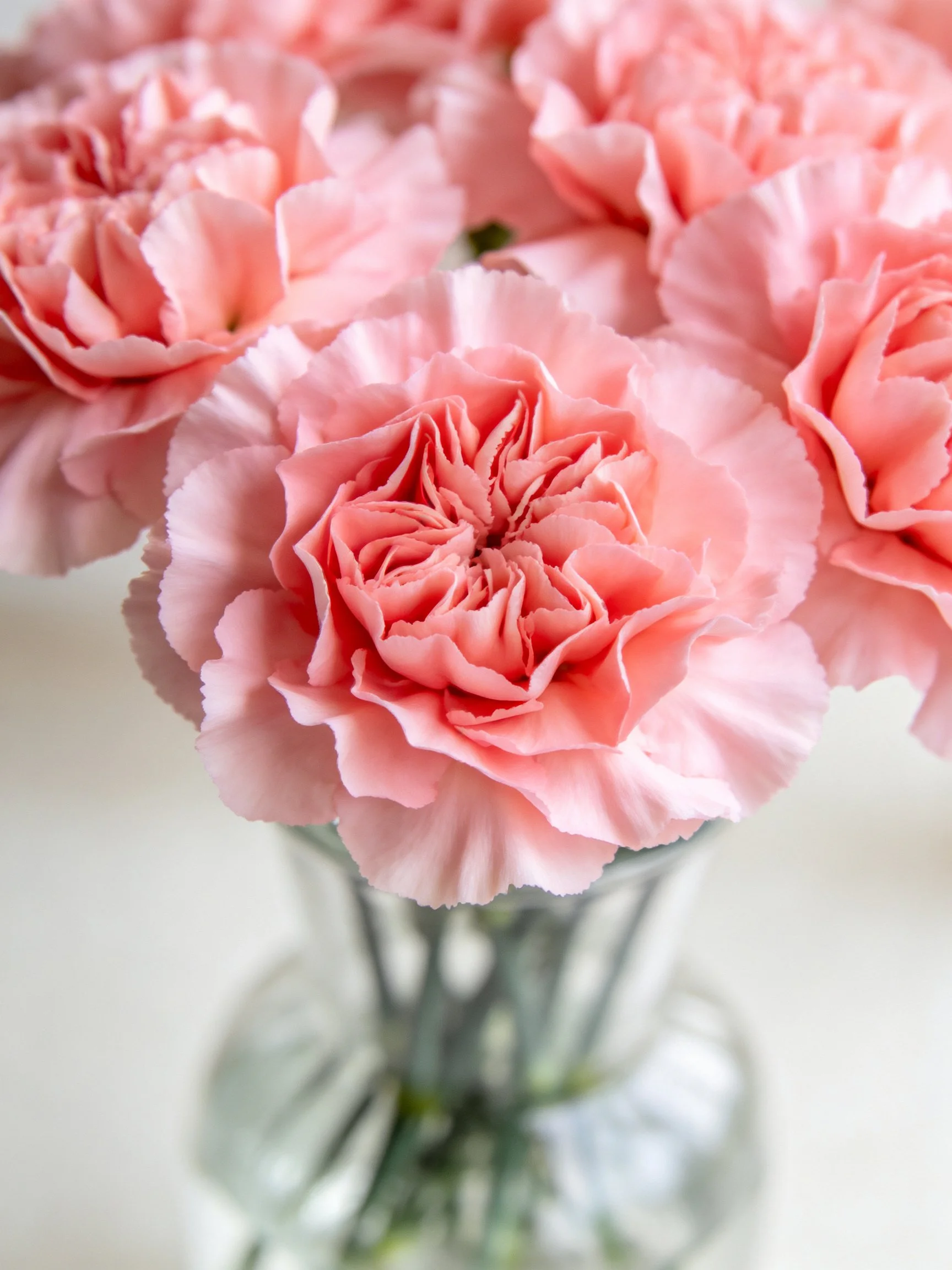 Pink Carnations Arranged in a Clear Glass Vase